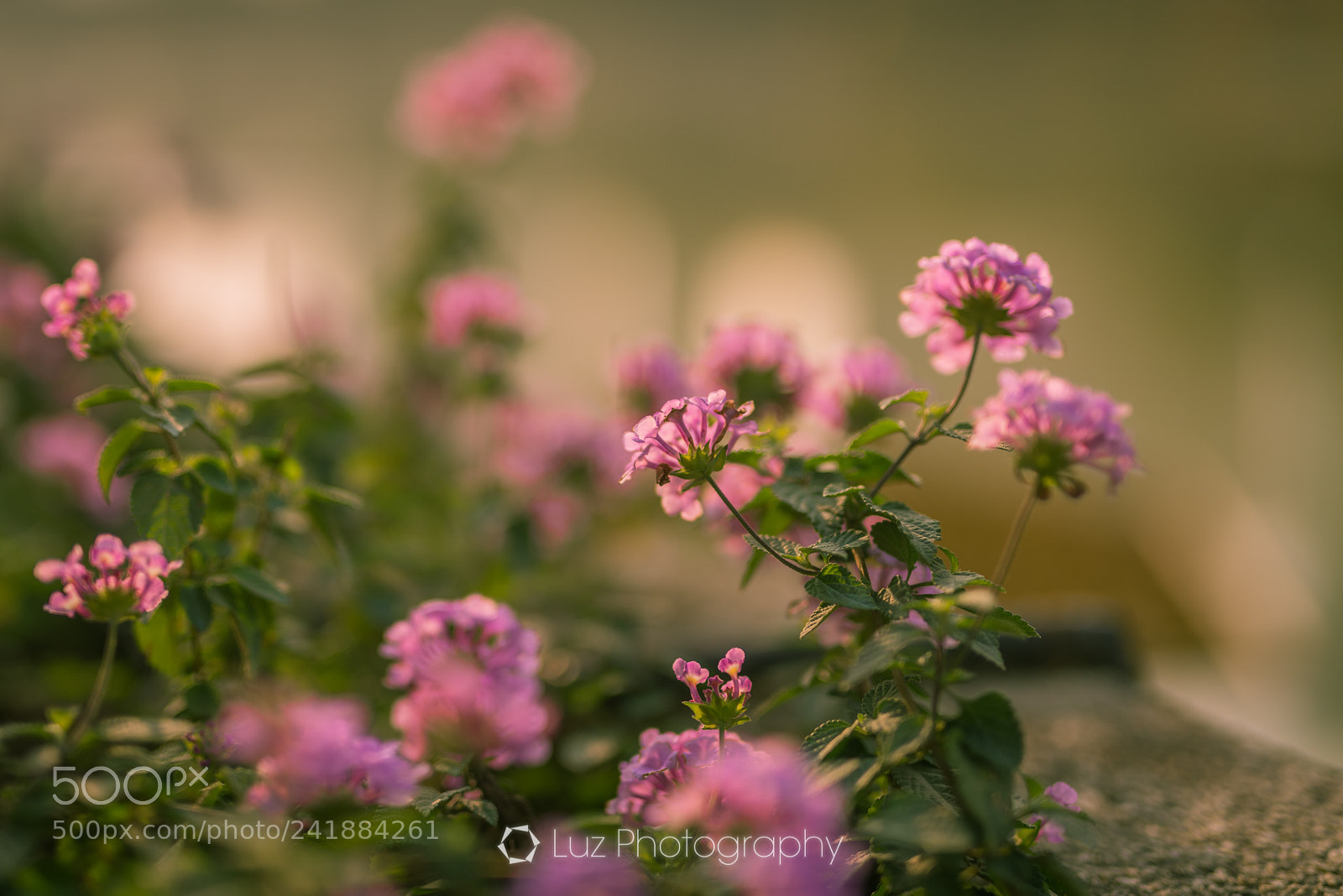 Nikon D810 sample photo. Lakeside photography