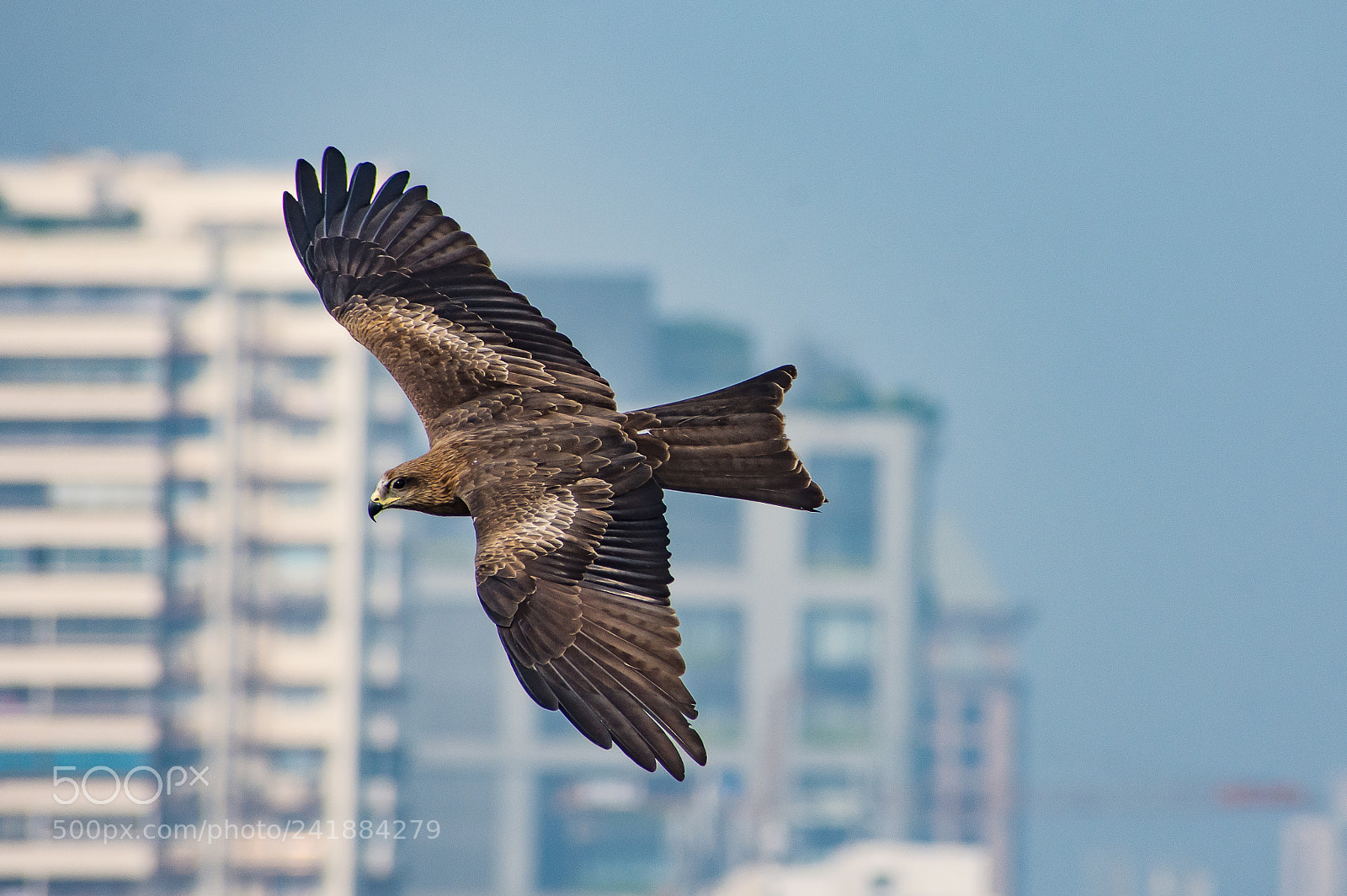 Nikon D7200 sample photo. Flying hawk photography