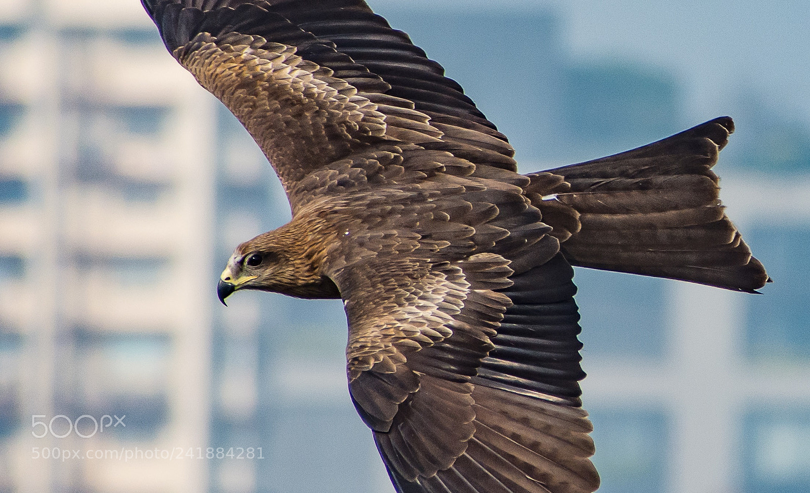 Nikon D7200 sample photo. Flying hawk - close photography