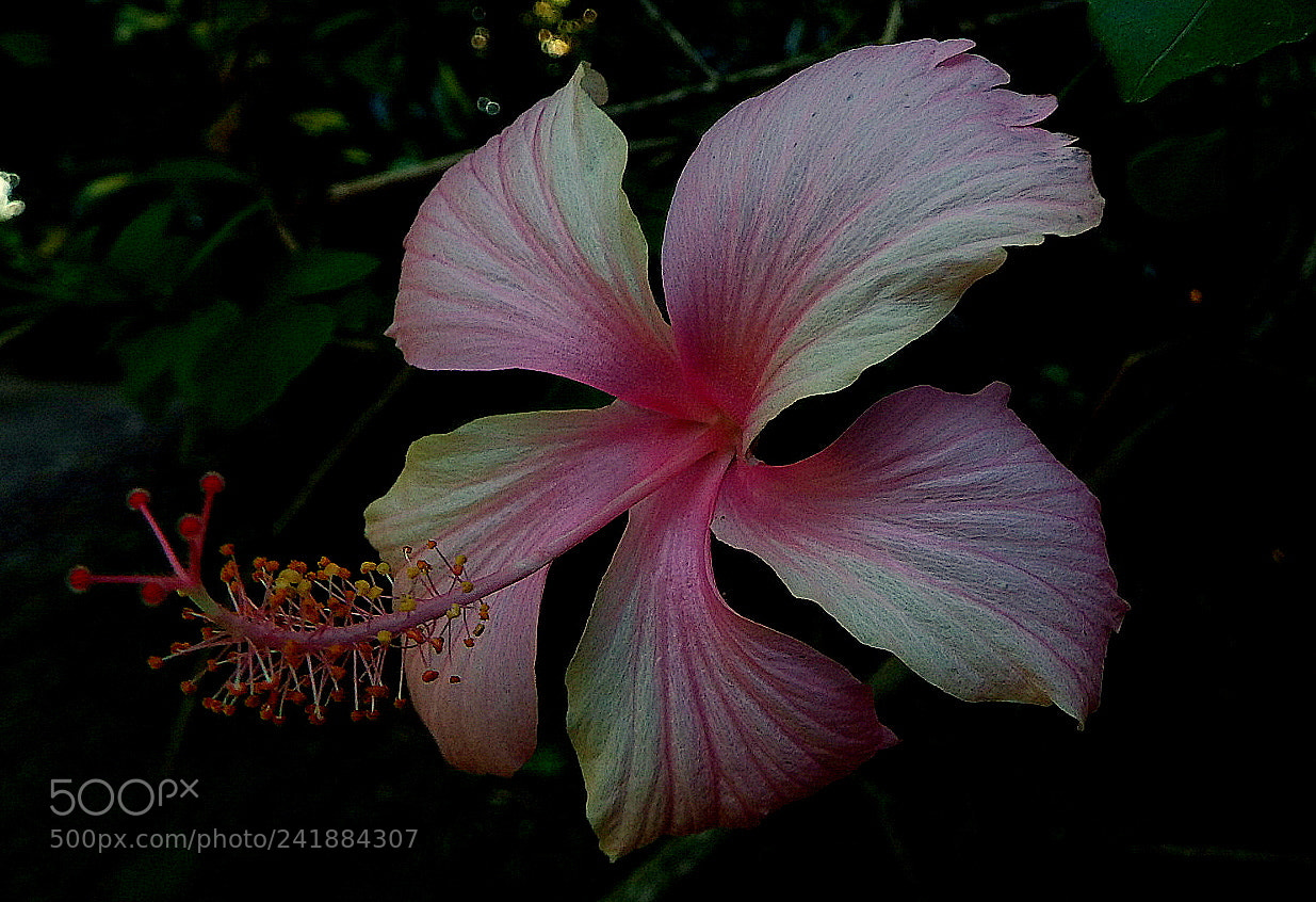 Fujifilm FinePix SL1000 sample photo. Hibisco ...beauty photography