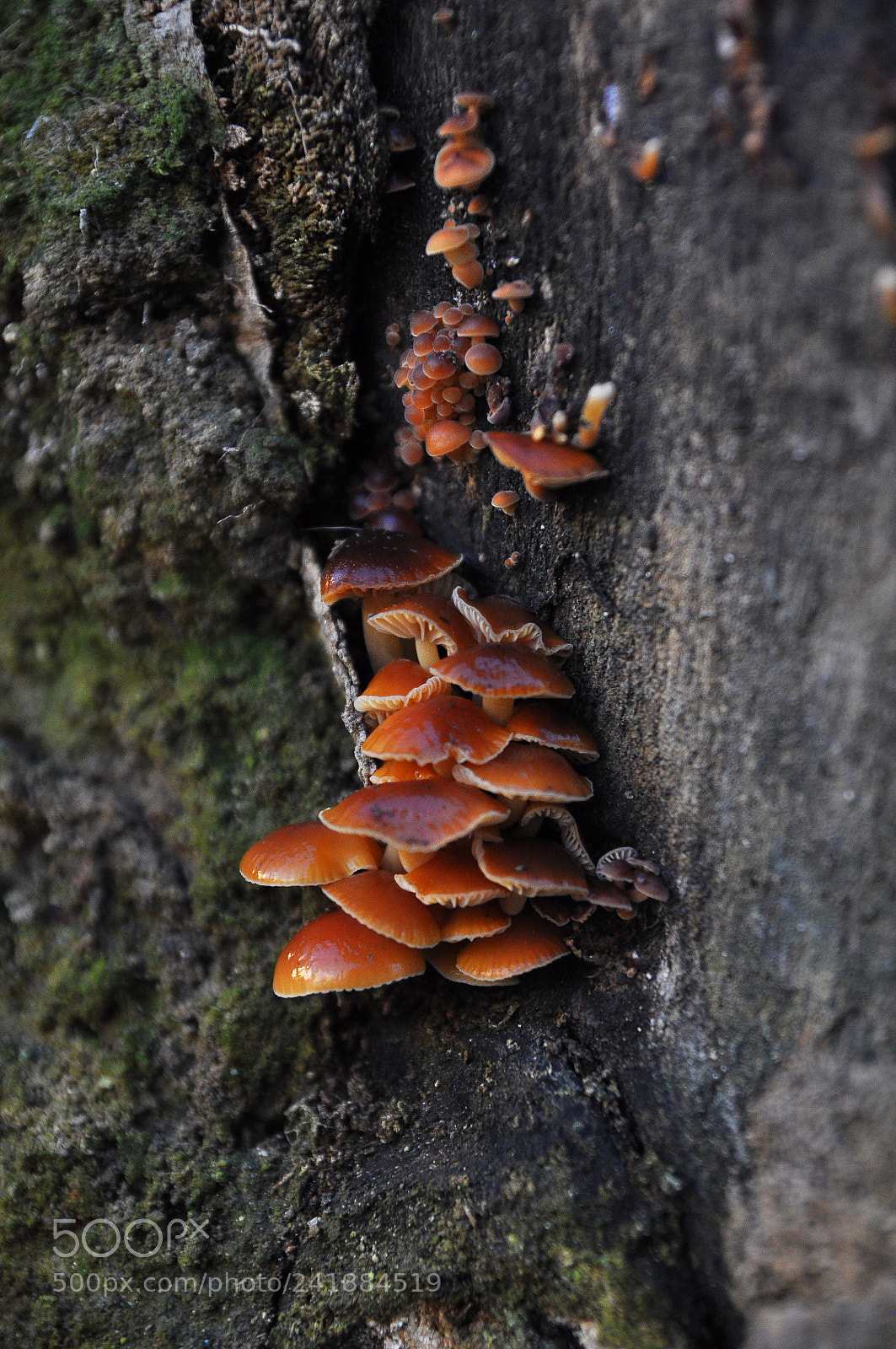 Nikon D90 sample photo. Mushroom photography