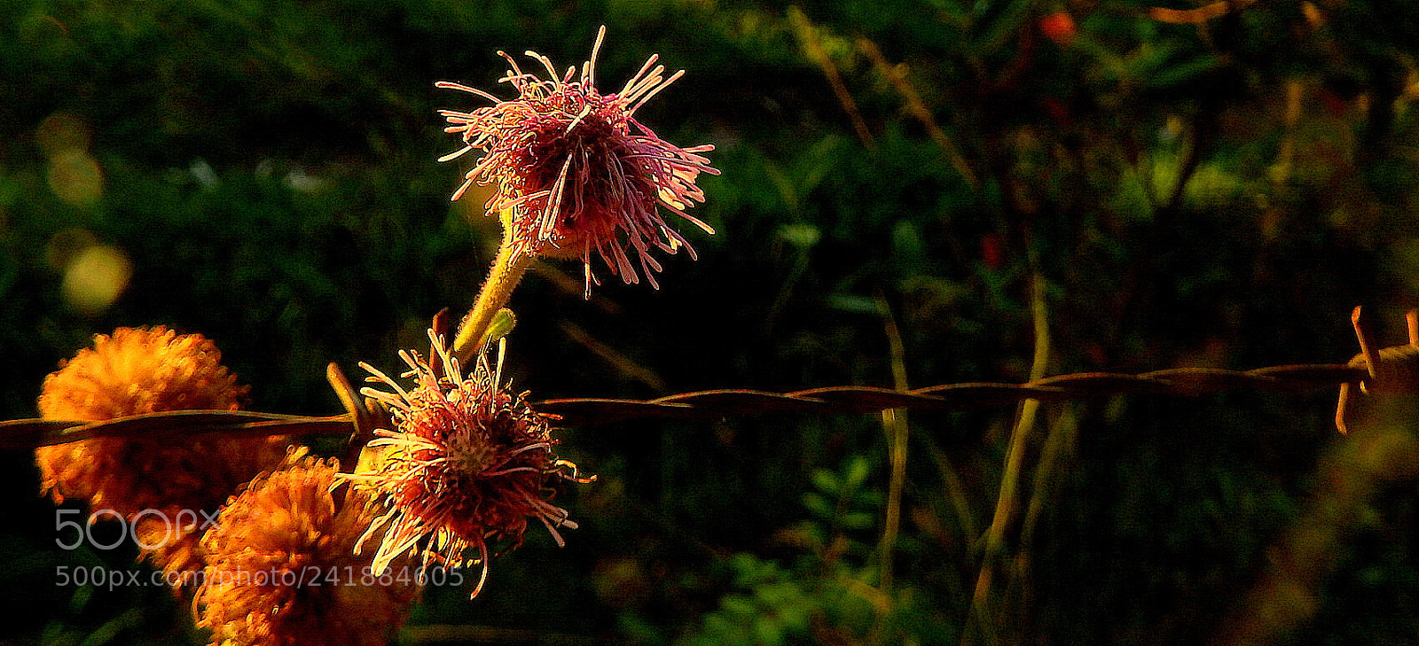 Fujifilm FinePix SL1000 sample photo. Flowers in the sunset photography