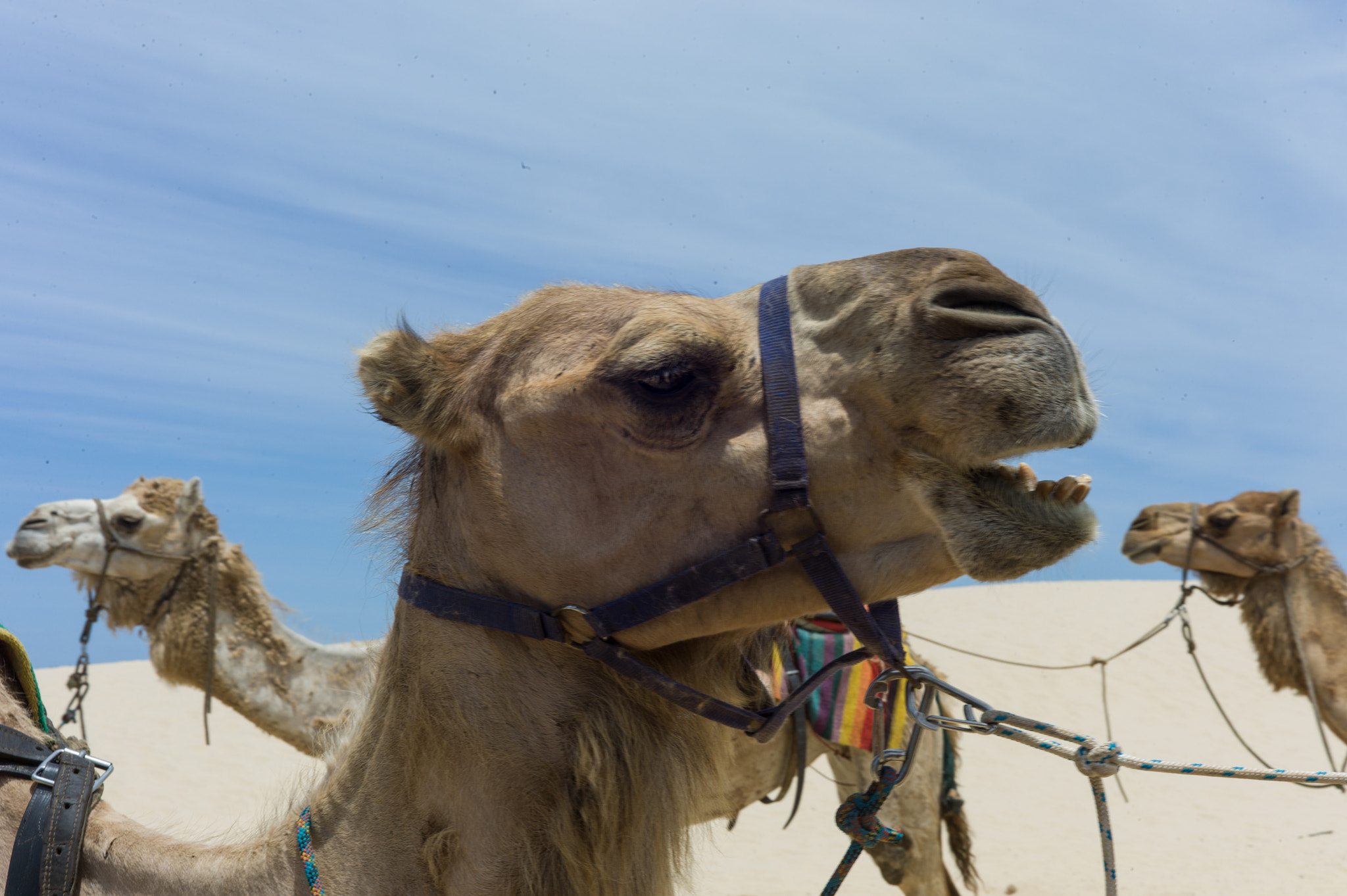 Leica M9 + Summicron-M 50mm f/2 (IV, V) sample photo. Desert at port stephens photography