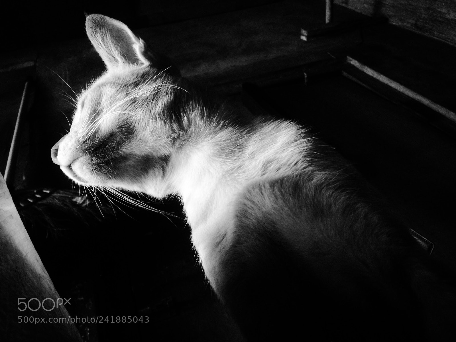 Apple iPhone 5s sample photo. Cheet photography