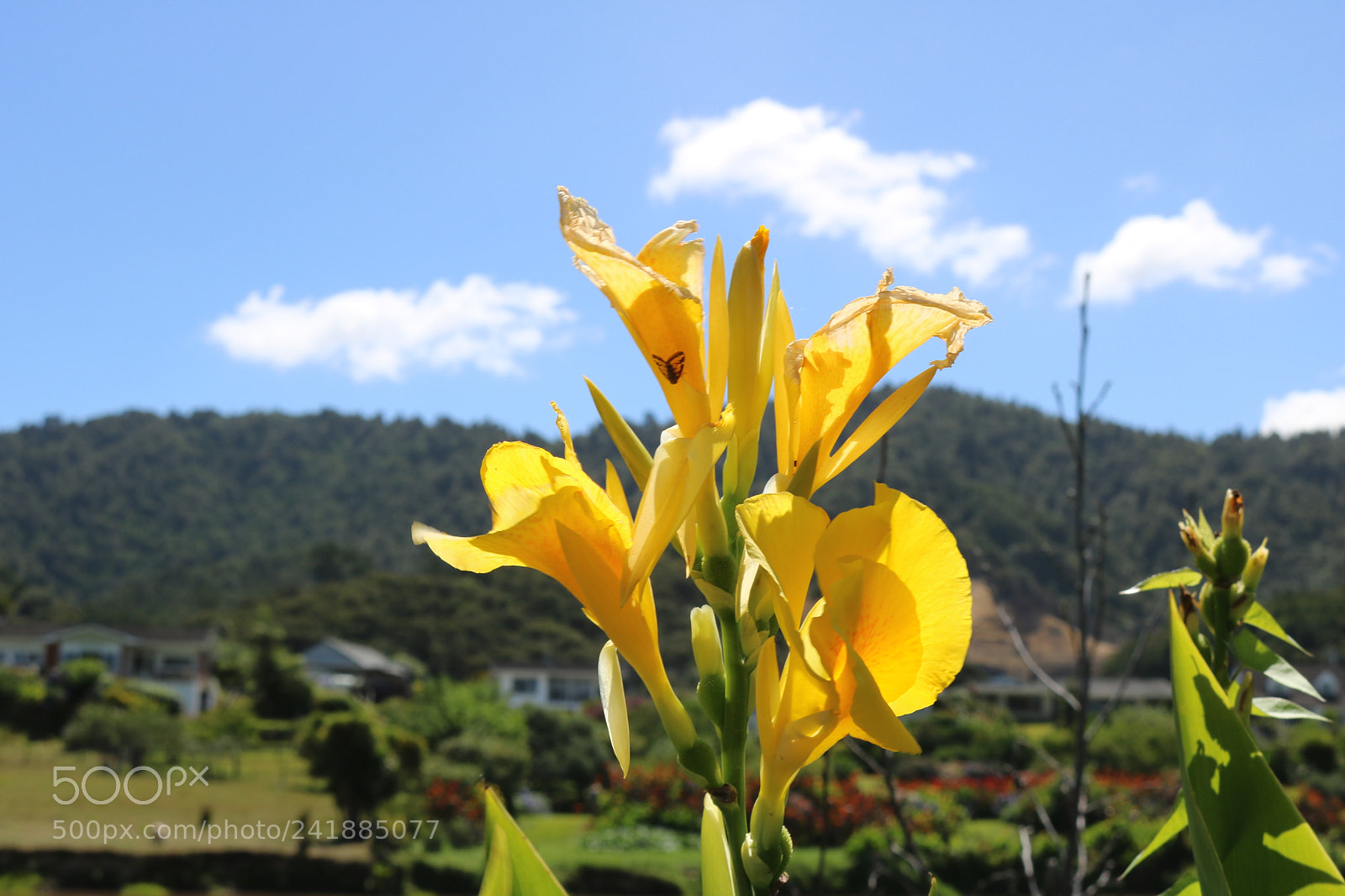 Canon EOS 750D (EOS Rebel T6i / EOS Kiss X8i) sample photo. Img photography