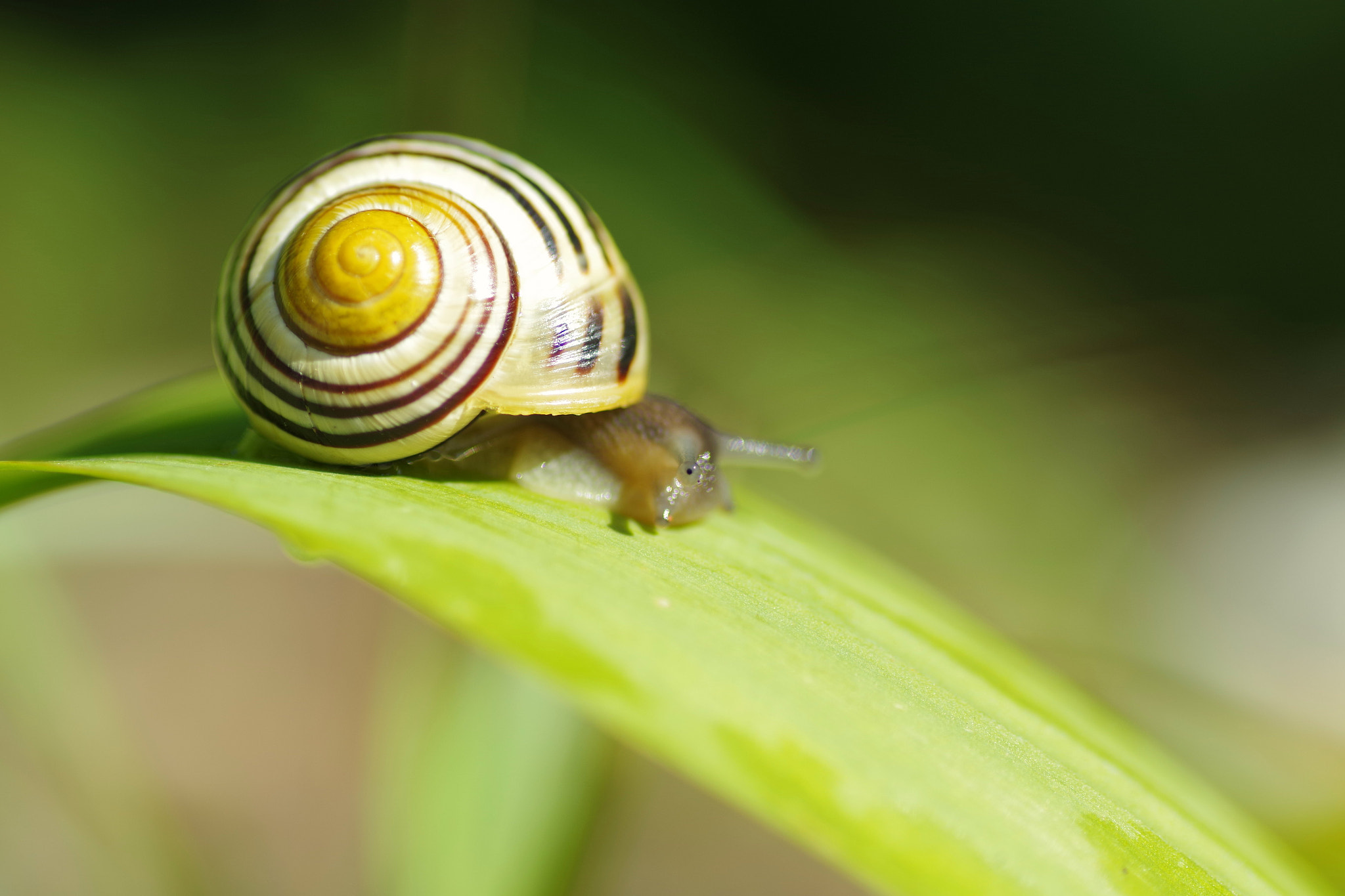 Pentax K-S2 + Tamron SP AF 90mm F2.8 Di Macro sample photo. Escargot photography