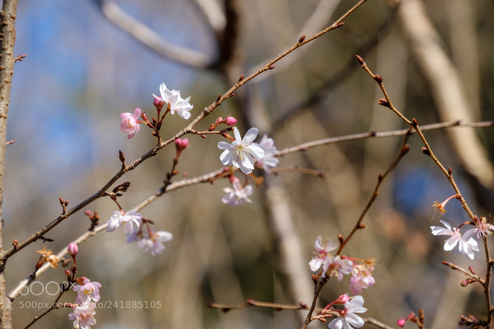 Fujifilm X-T2 sample photo. 梅 photography