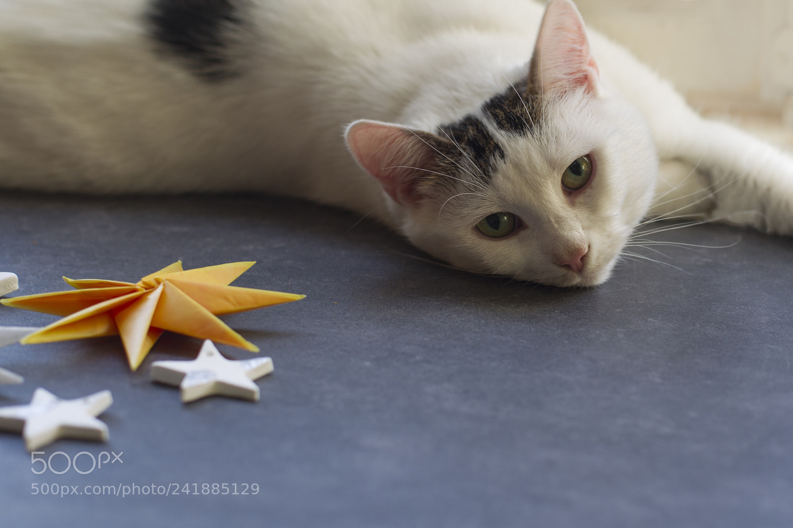 Canon EOS-1D Mark IV sample photo. White cat lolls on photography
