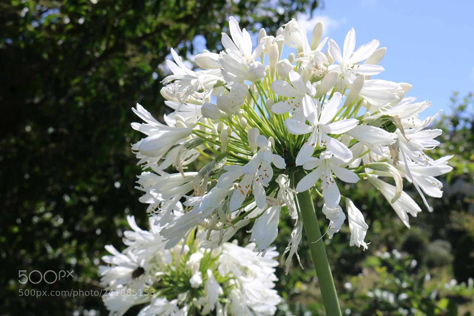 Canon EOS 750D (EOS Rebel T6i / EOS Kiss X8i) sample photo. Img photography