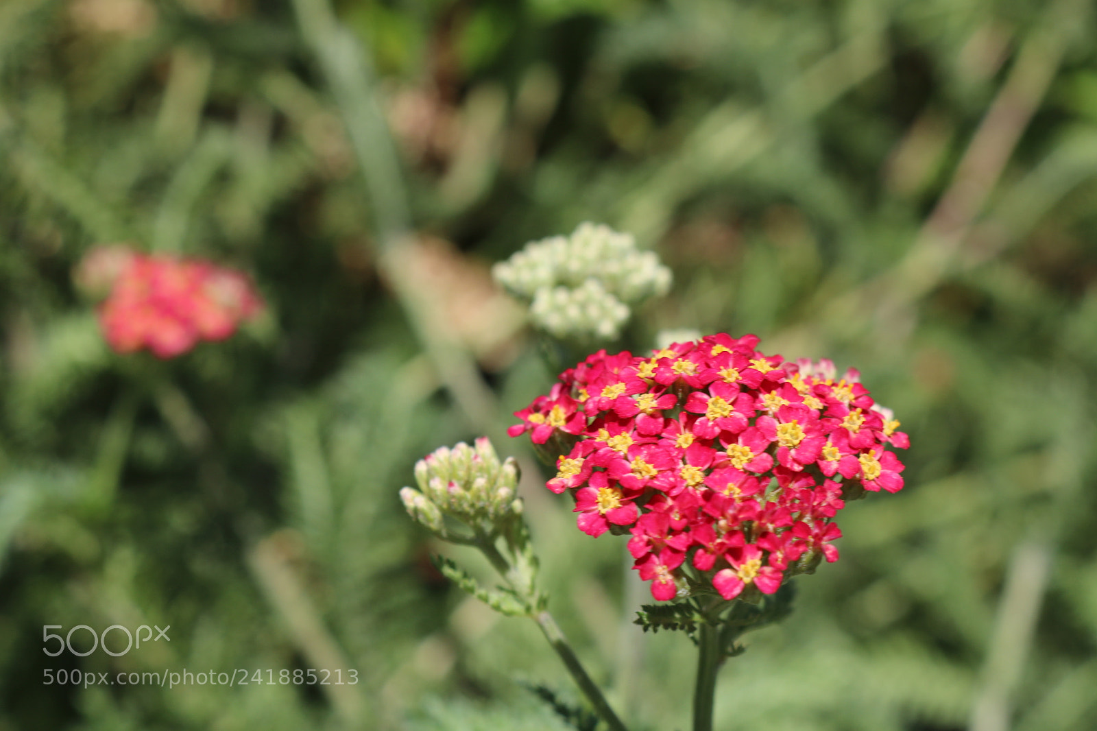 Canon EOS 750D (EOS Rebel T6i / EOS Kiss X8i) sample photo. Img photography