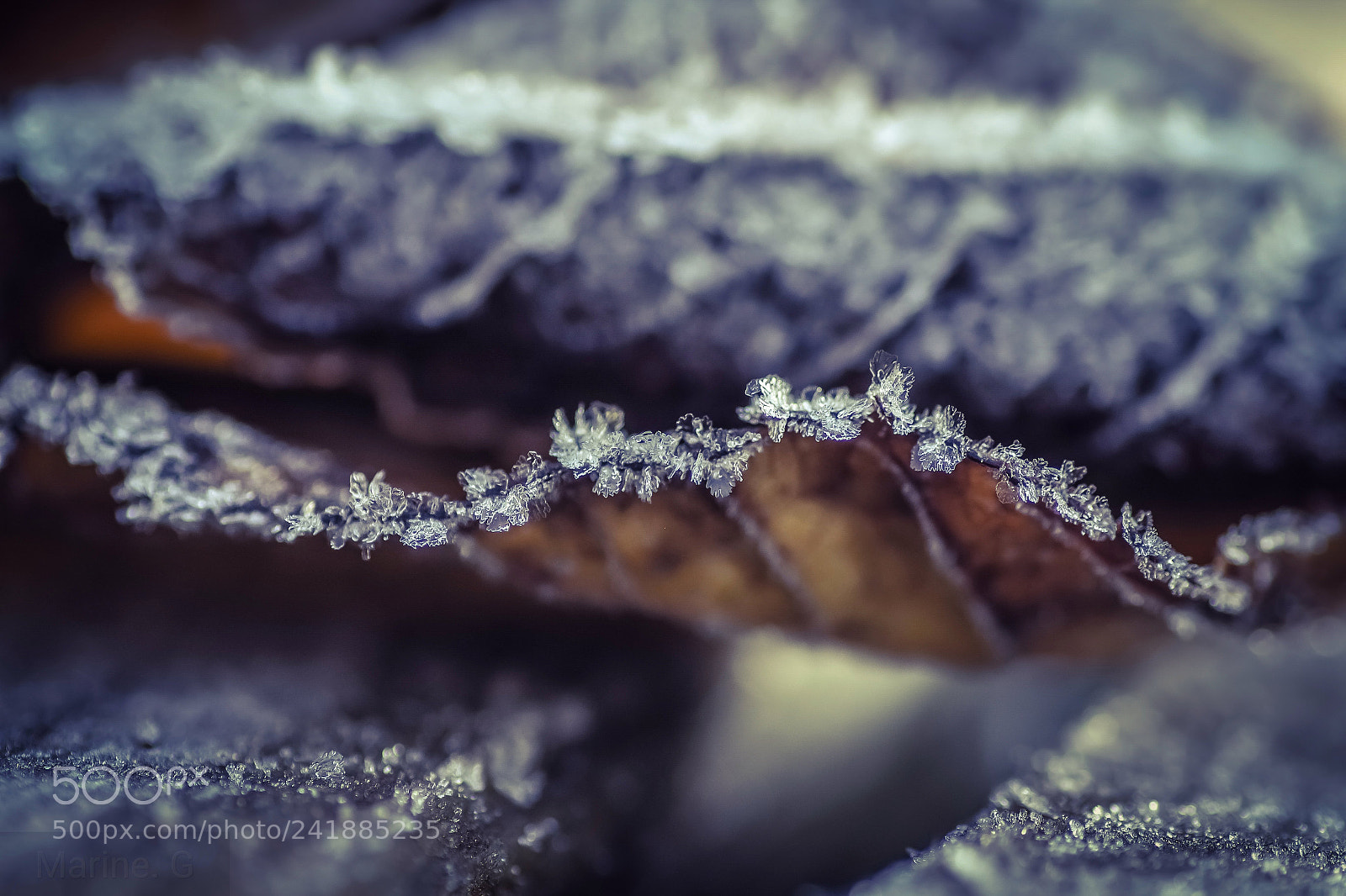 Pentax K-S2 sample photo. Petite feuille de glace photography