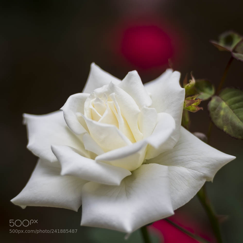 Nikon D850 sample photo. White rose photography