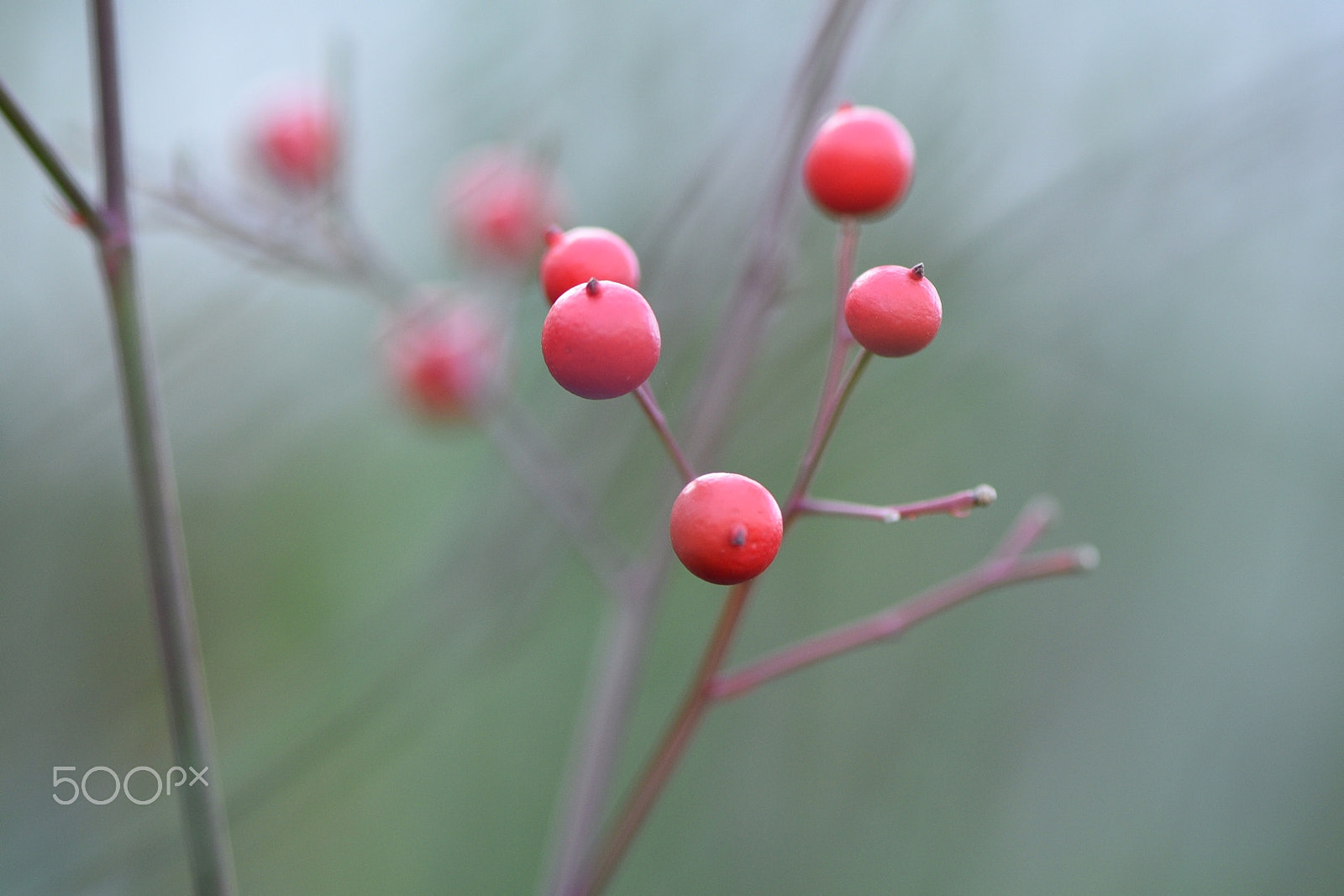 Nikon AF-S Micro-Nikkor 105mm F2.8G IF-ED VR sample photo. Rouge / red photography