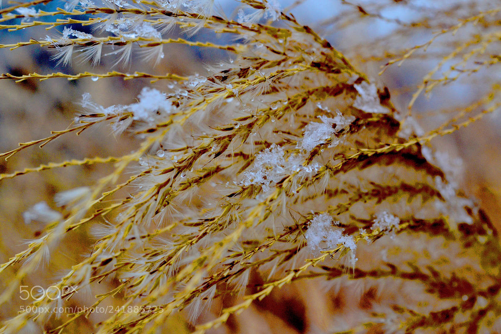 Nikon D3100 sample photo. Snowflakes on a reed photography