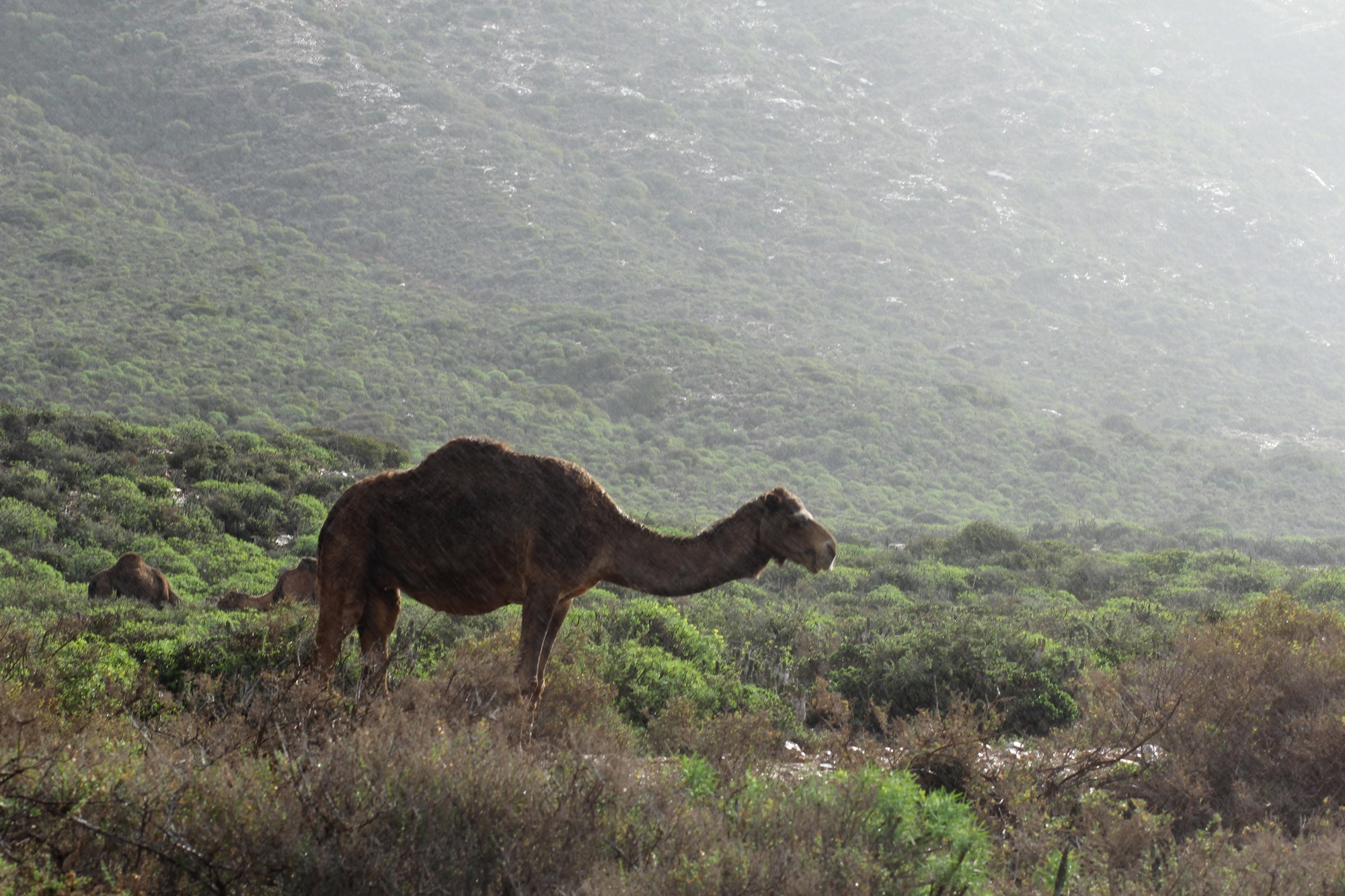 Canon EOS 60D + Canon EF 85mm F1.8 USM sample photo. Camel grazing photography