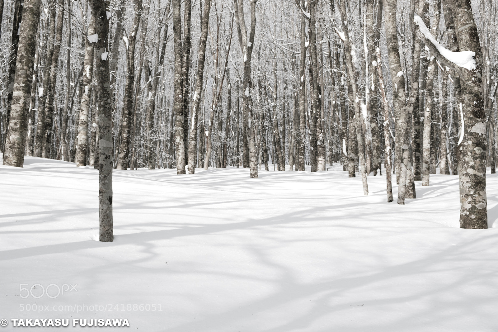Fujifilm X-T20 sample photo. Trees&snow photography