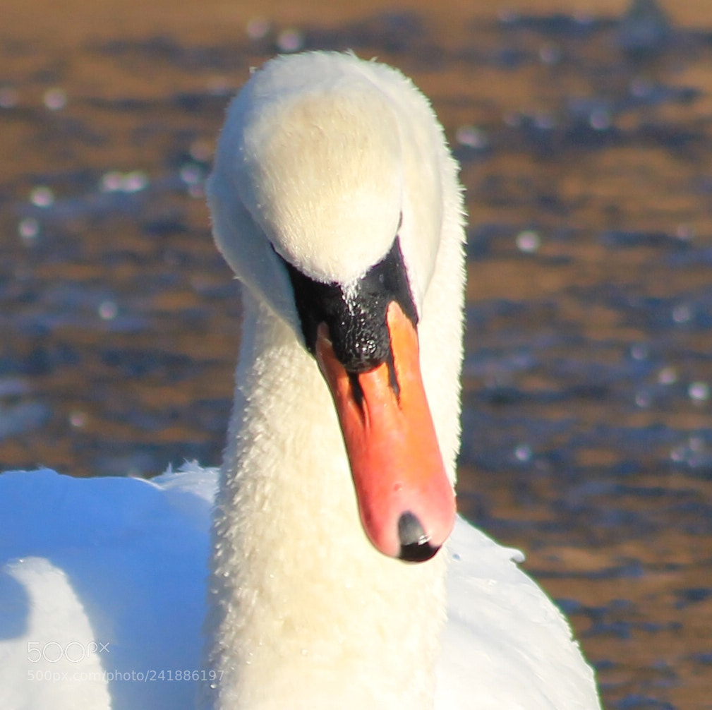 Canon EOS 1100D (EOS Rebel T3 / EOS Kiss X50) sample photo. Swan photography