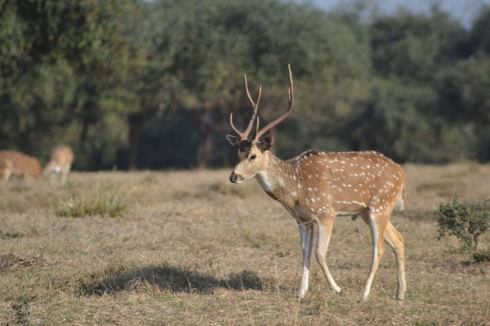 Nikon AF Nikkor 70-300mm F4-5.6G sample photo. Deer spotting at panna national park photography