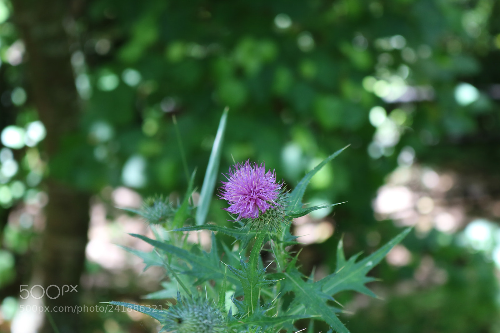 Canon EOS 750D (EOS Rebel T6i / EOS Kiss X8i) sample photo. Img photography