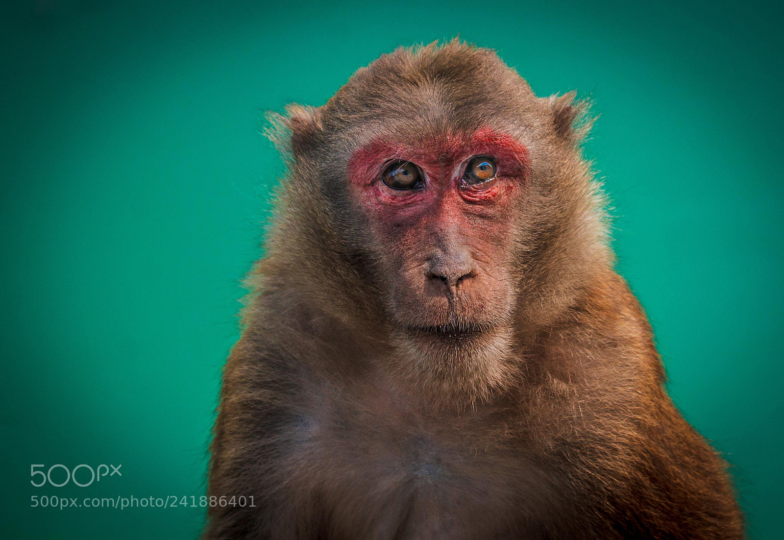 Canon EOS 1100D (EOS Rebel T3 / EOS Kiss X50) sample photo. Monkey portrait photography