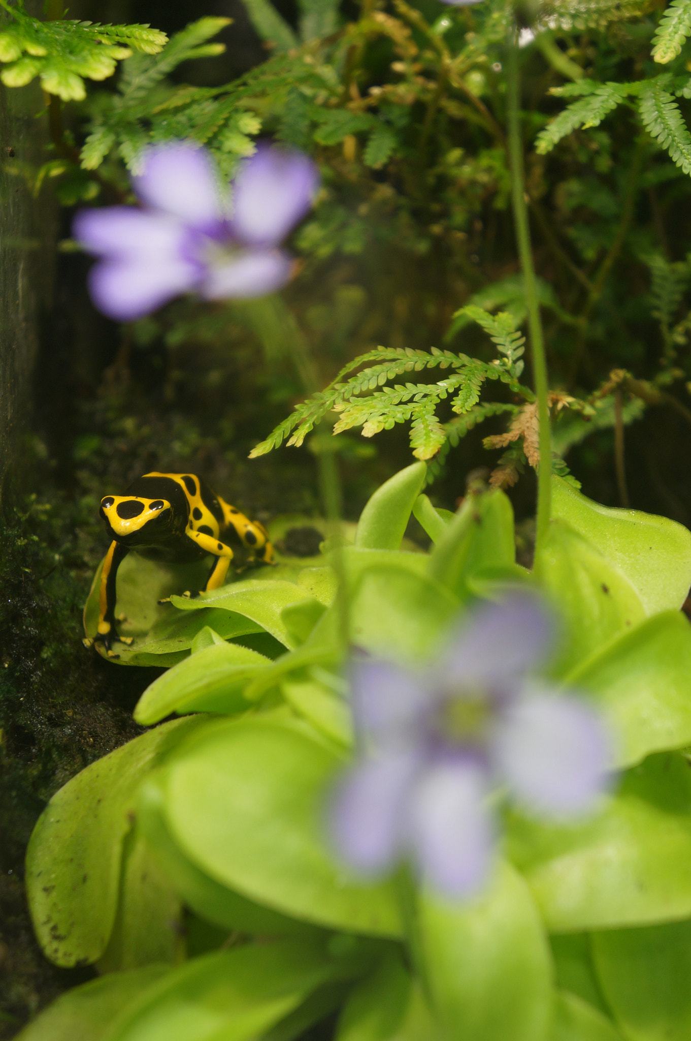 Sony E 18-55mm F3.5-5.6 OSS sample photo. Dendrobates leucomelas photography