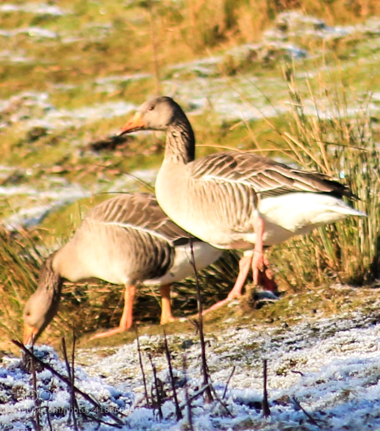 Canon EOS 1100D (EOS Rebel T3 / EOS Kiss X50) sample photo. Greylag geese scotland photography