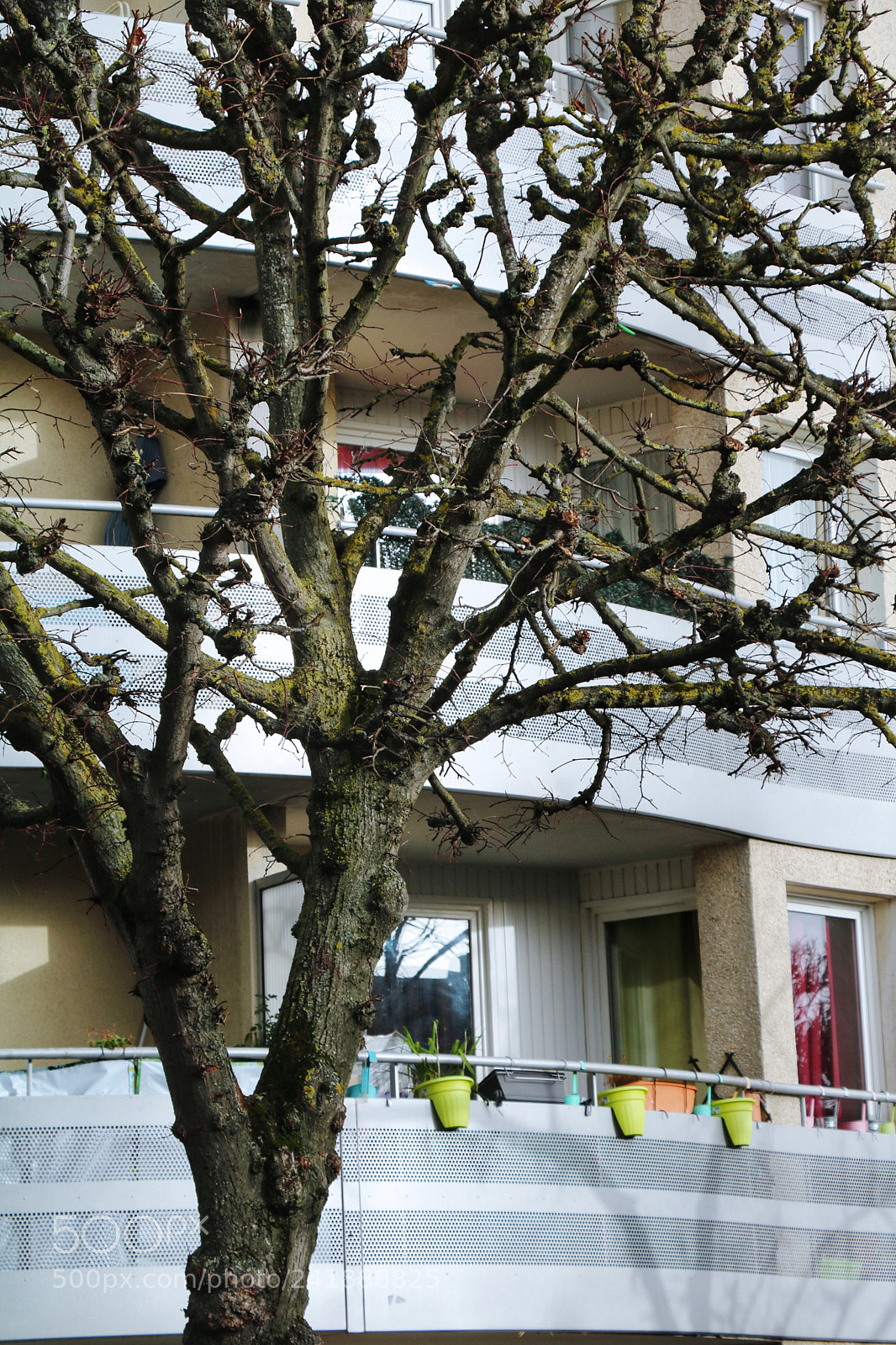 Canon EOS 750D (EOS Rebel T6i / EOS Kiss X8i) sample photo. Tree and balcony in photography