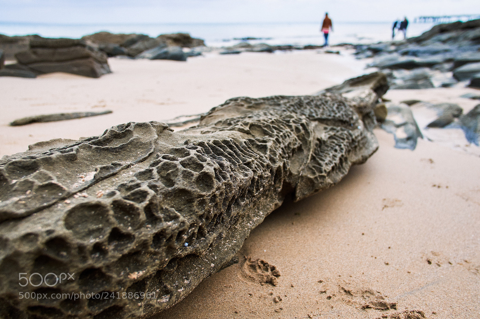 Fujifilm X-E2 sample photo. Alligator rock photography