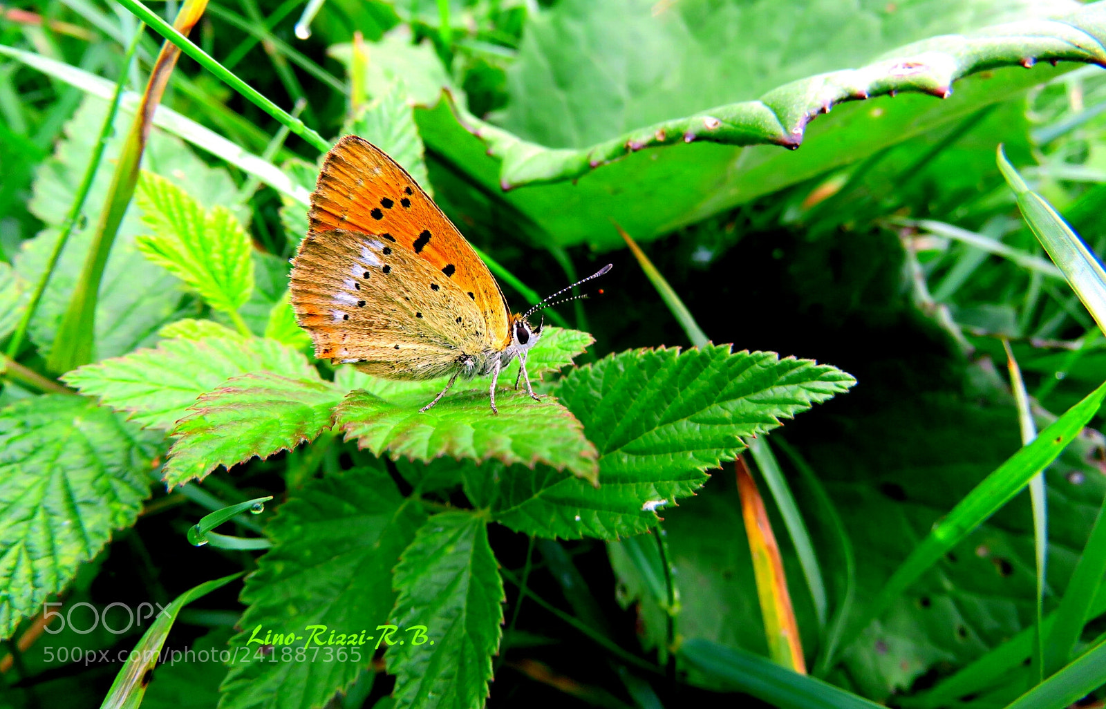Canon PowerShot SX60 HS sample photo. Untitled photography