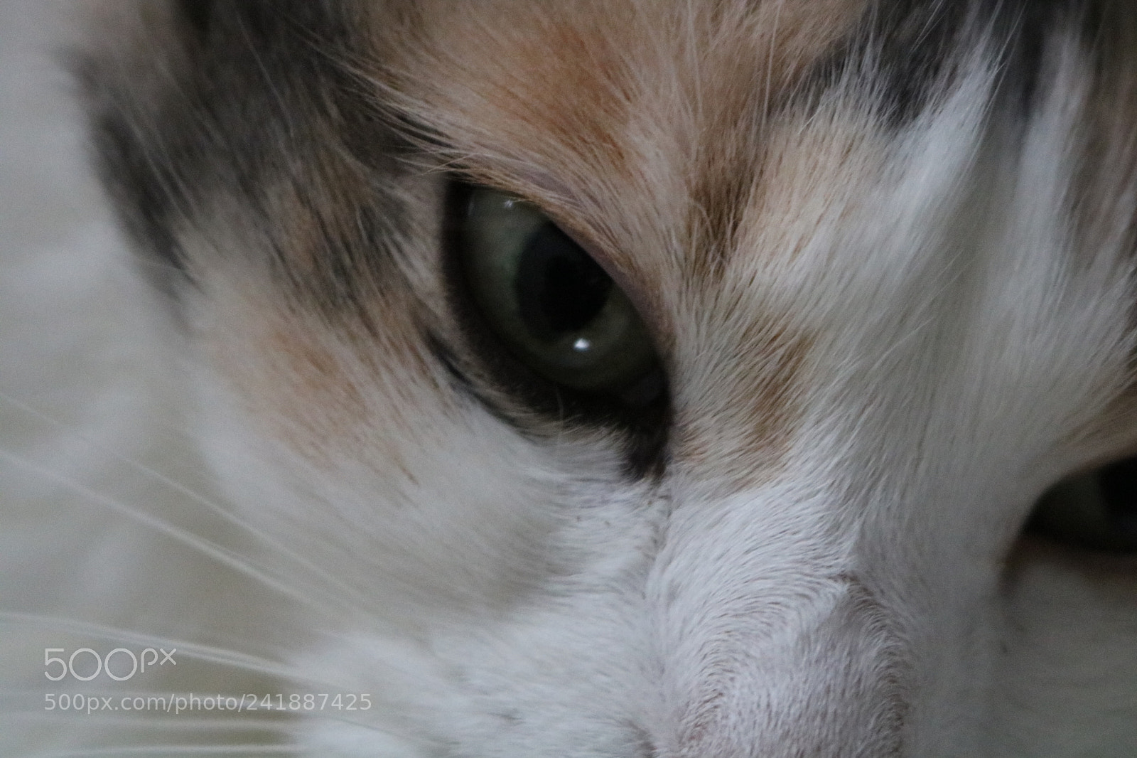 Canon EOS 750D (EOS Rebel T6i / EOS Kiss X8i) sample photo. Untitled photography