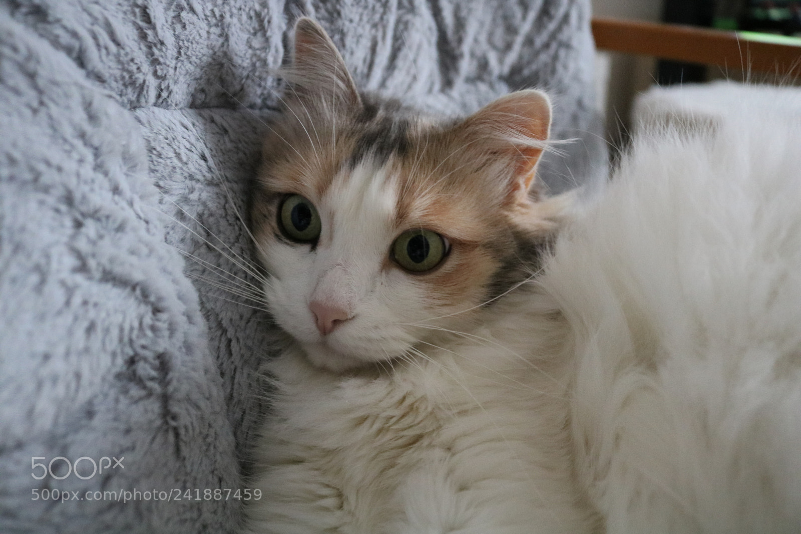 Canon EOS 750D (EOS Rebel T6i / EOS Kiss X8i) sample photo. Untitled photography
