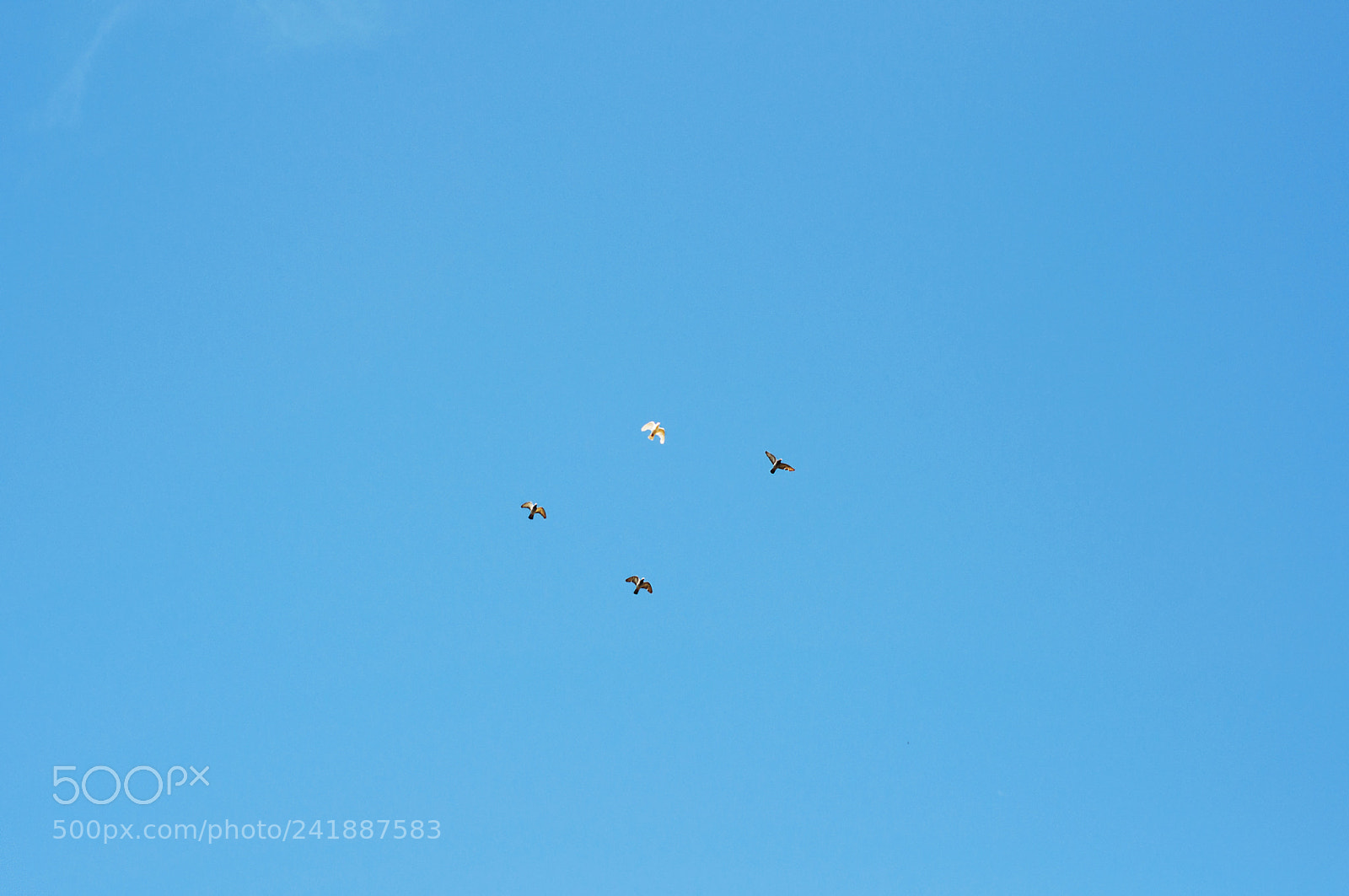 Nikon D90 sample photo. Four pigeons photography
