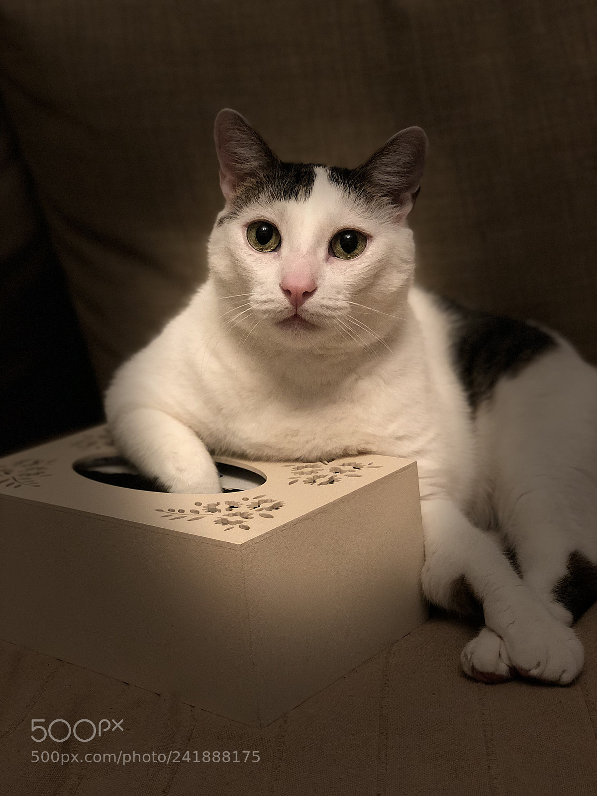 Apple iPhone X sample photo. My cat relaxing after photography
