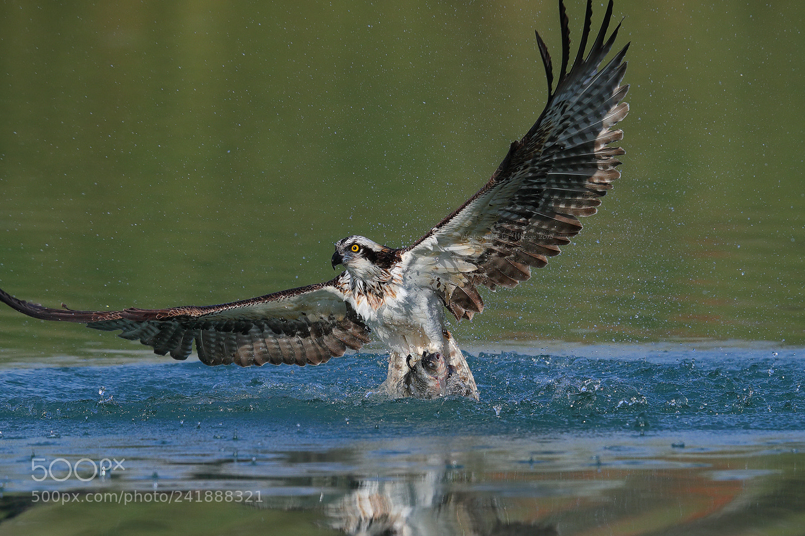 Canon EOS-1D X Mark II sample photo. Osprey photography