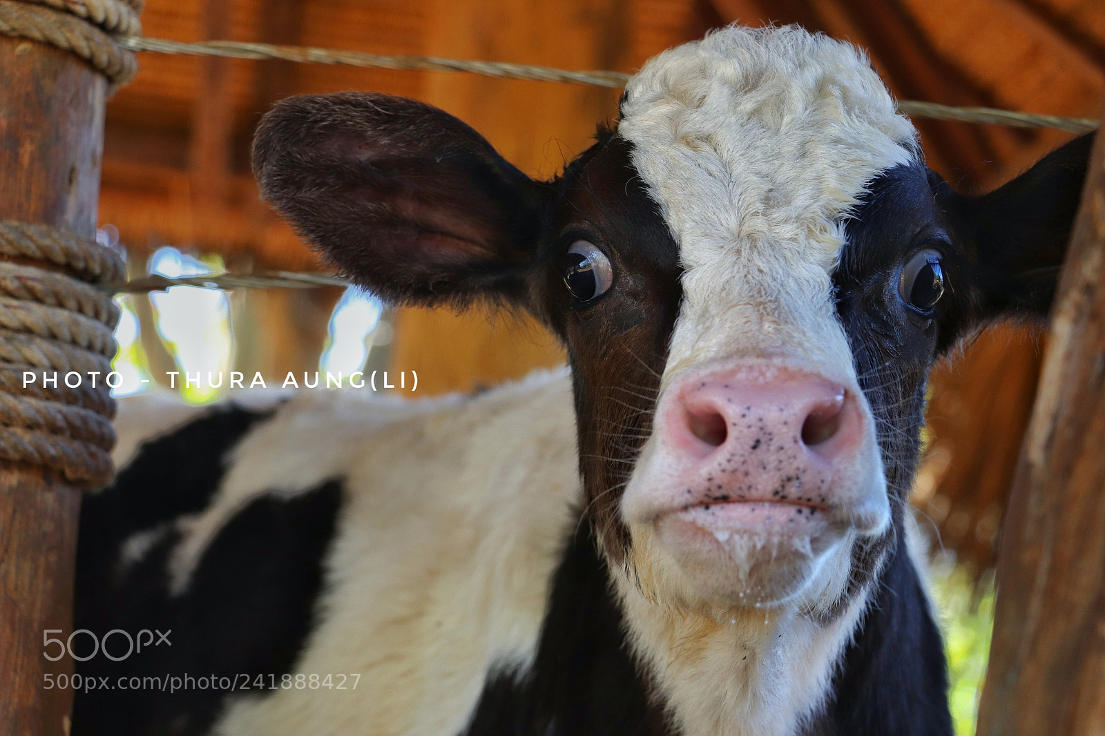 Canon EOS 800D (EOS Rebel T7i / EOS Kiss X9i) sample photo. Cow photography