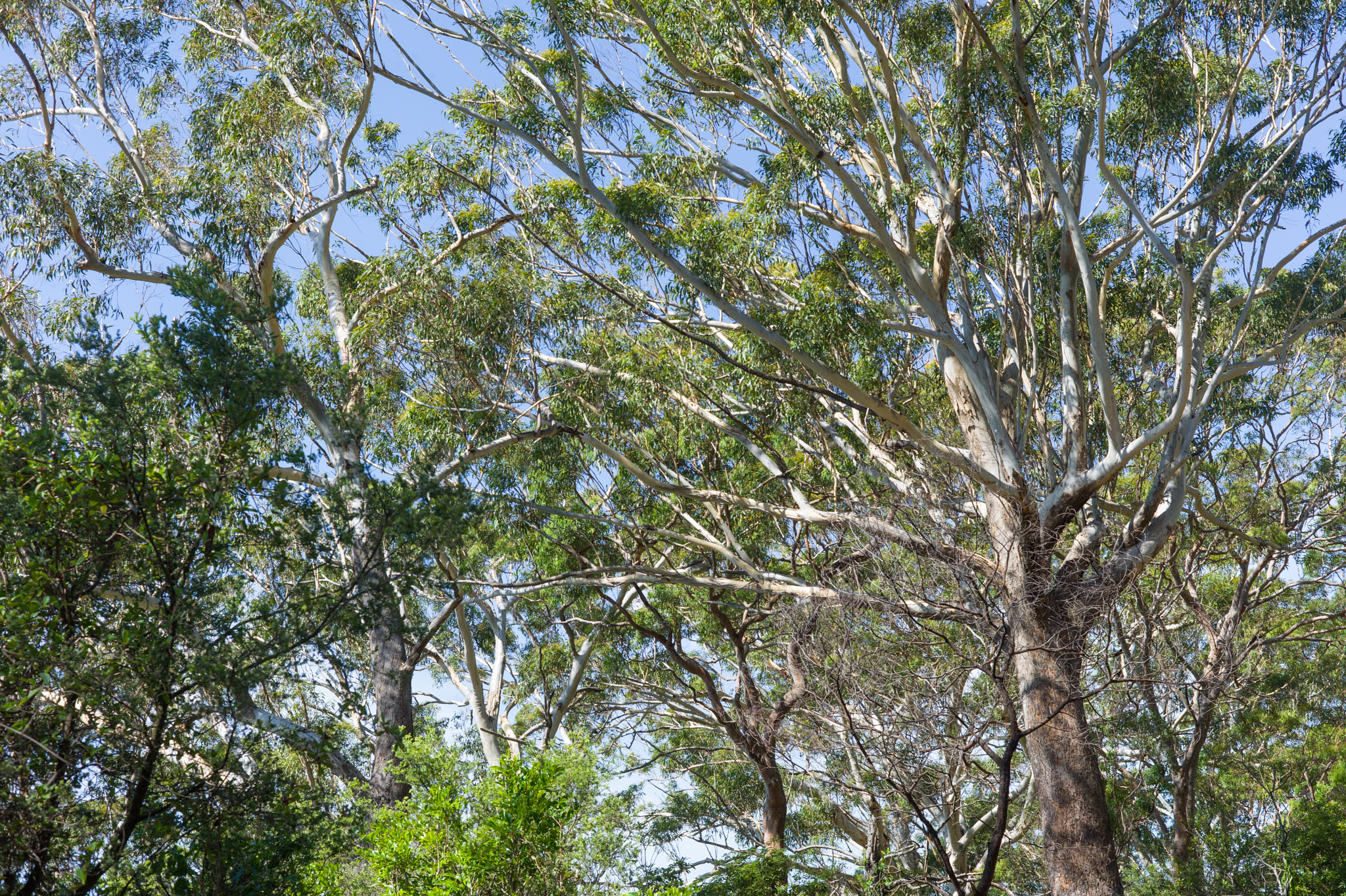 Leica M9 + Summicron-M 50mm f/2 (IV, V) sample photo. From tomaree national park photography