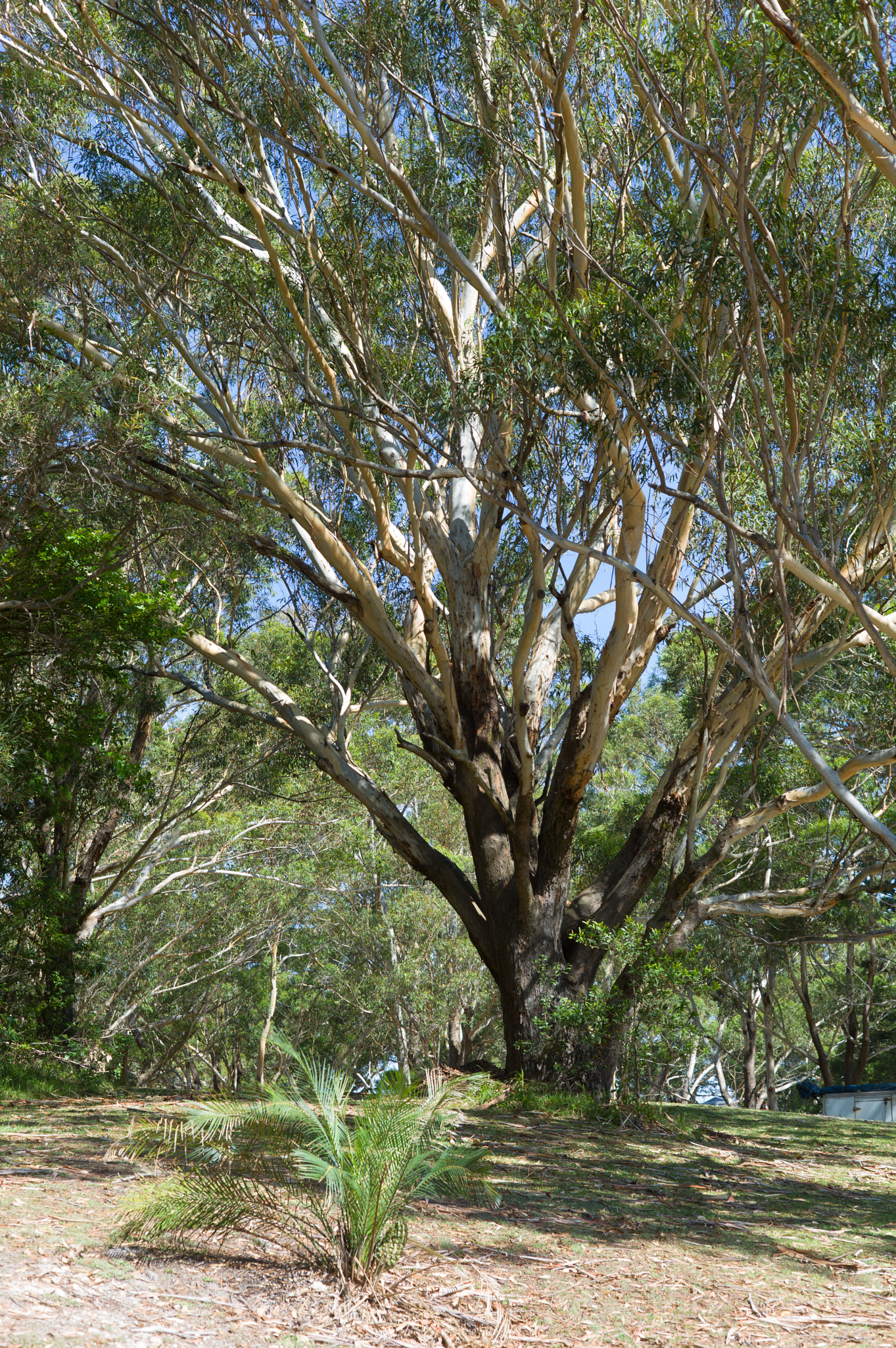 Summicron-M 50mm f/2 (IV, V) sample photo. From tomaree national park photography