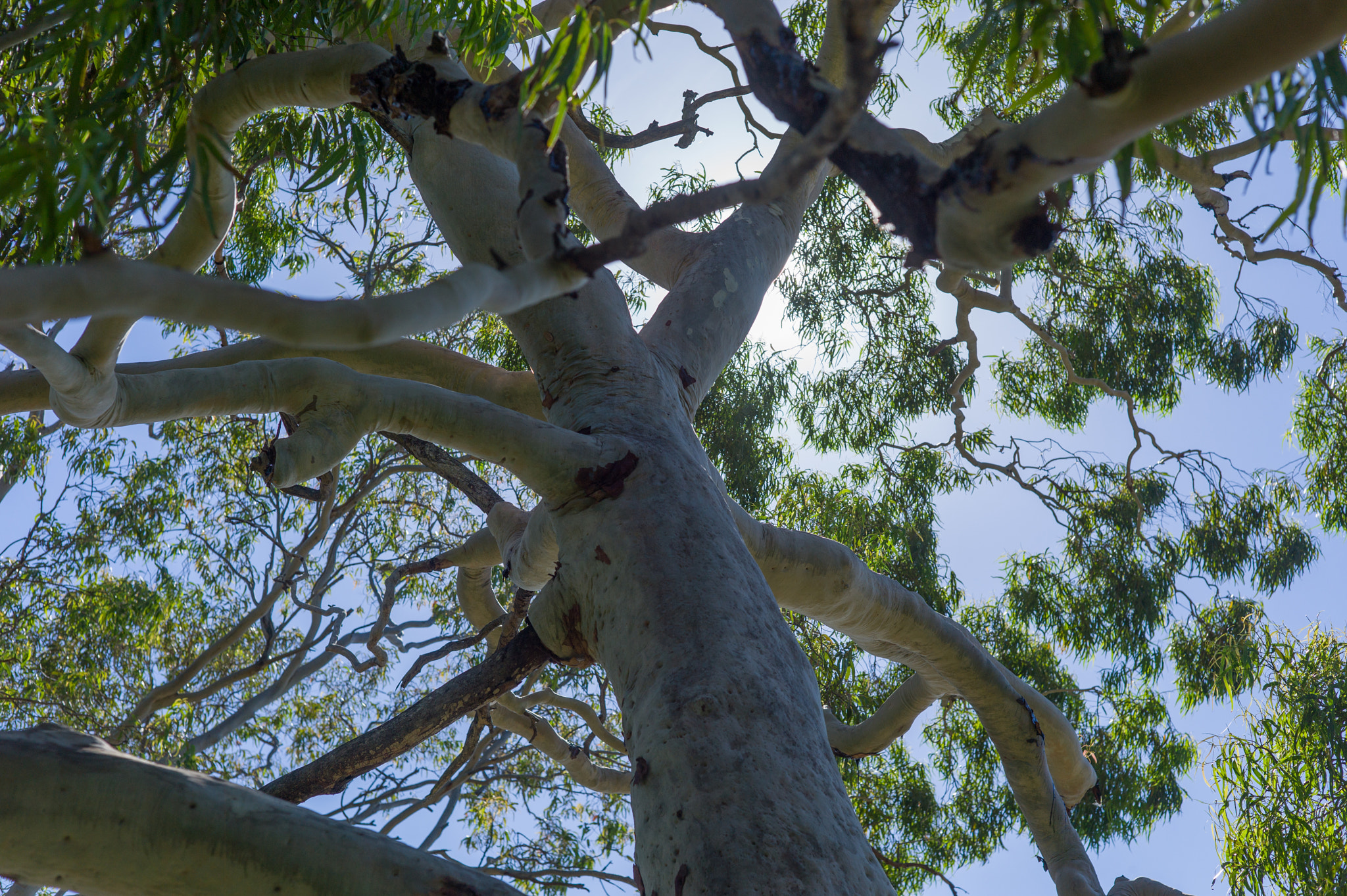 Leica M9 + Summicron-M 50mm f/2 (IV, V) sample photo. From tomaree national park photography