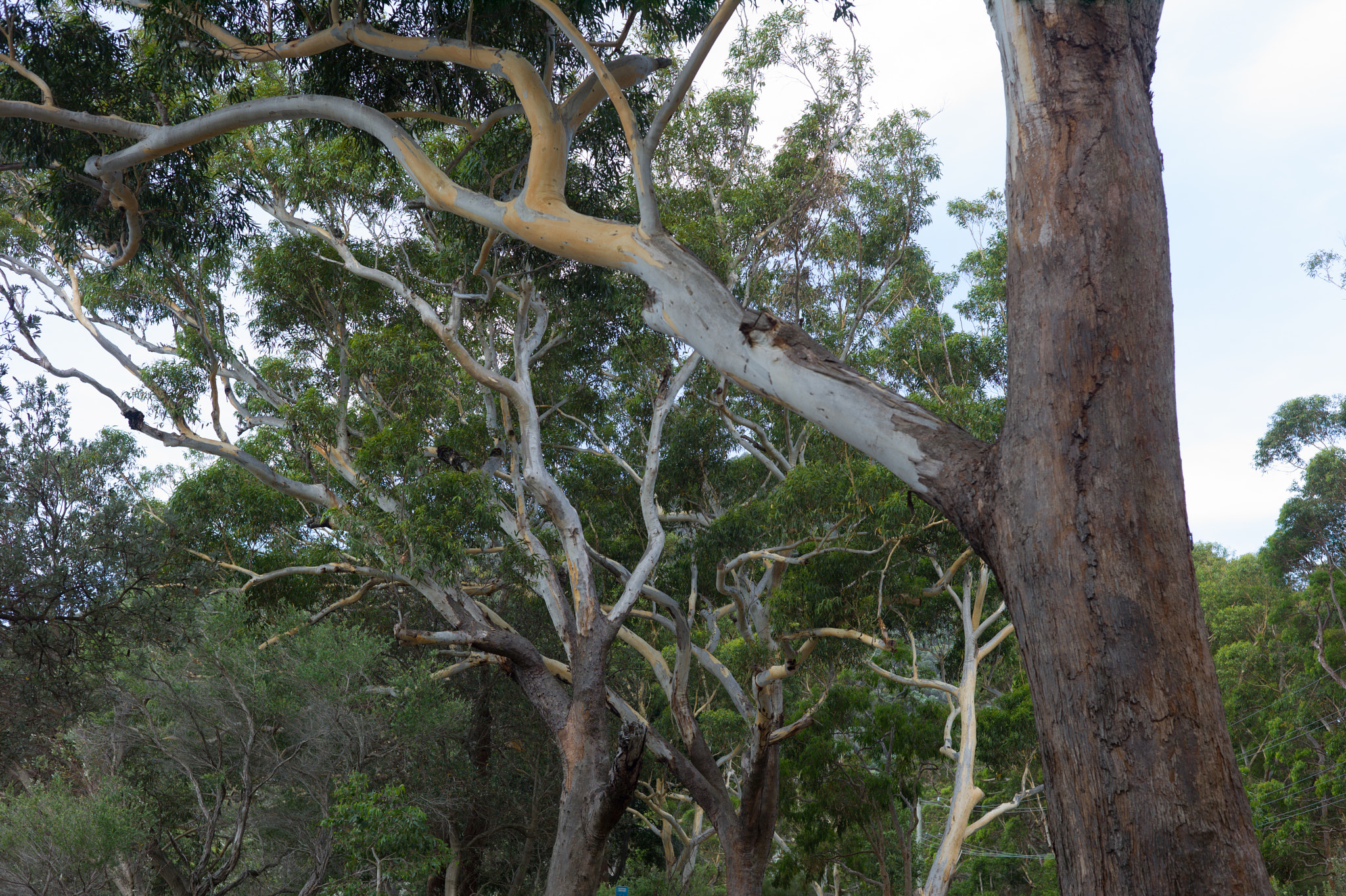 Summicron-M 50mm f/2 (IV, V) sample photo. From tomaree national park photography