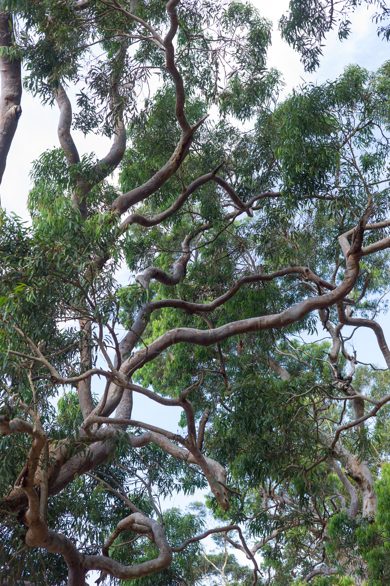Summicron-M 50mm f/2 (IV, V) sample photo. From tomaree national park photography