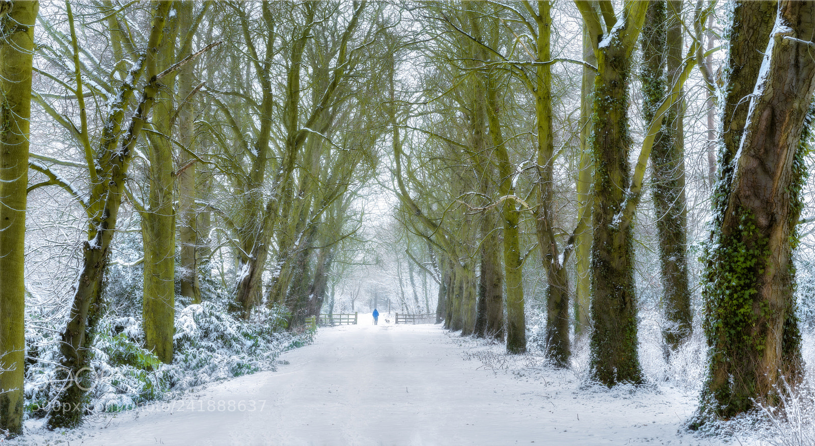 Sony a7 II sample photo. Walking through winter woods photography
