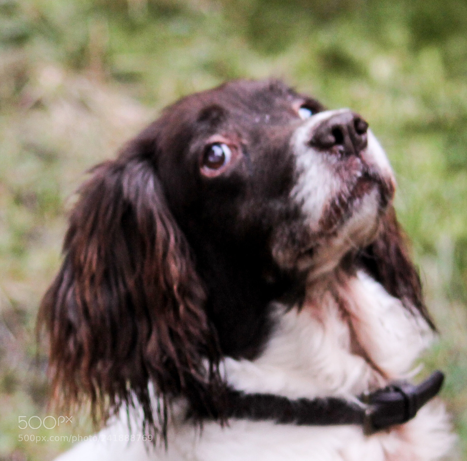 Canon EOS 1100D (EOS Rebel T3 / EOS Kiss X50) sample photo. Springer spaniel 08 photography
