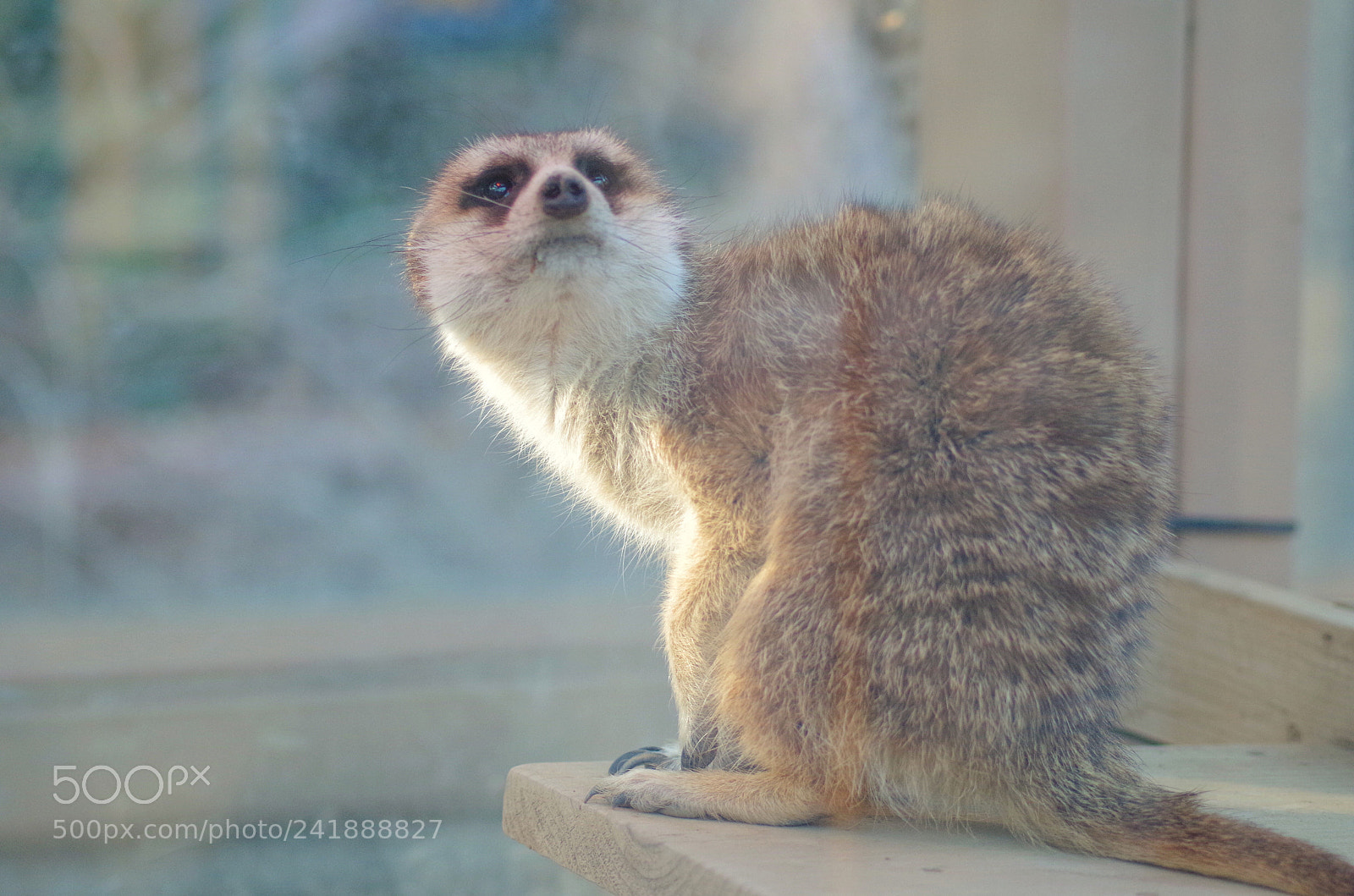 Pentax K-50 sample photo. Meerkat photography
