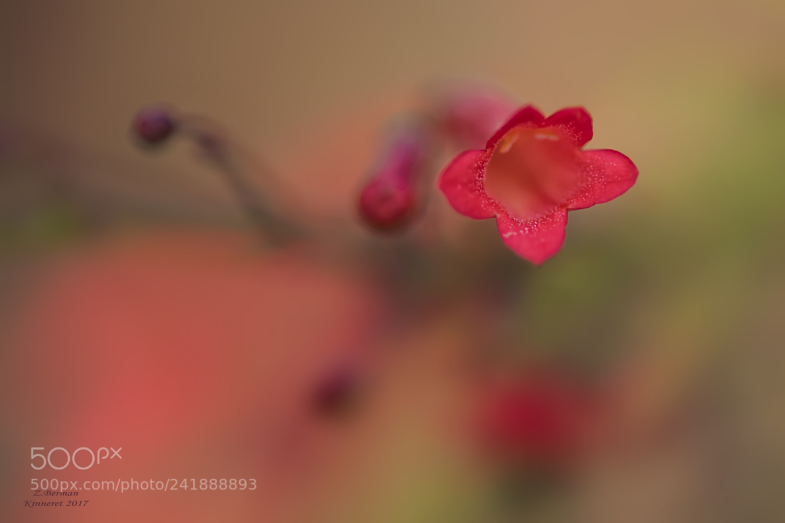 Nikon D810 sample photo. Red one photography