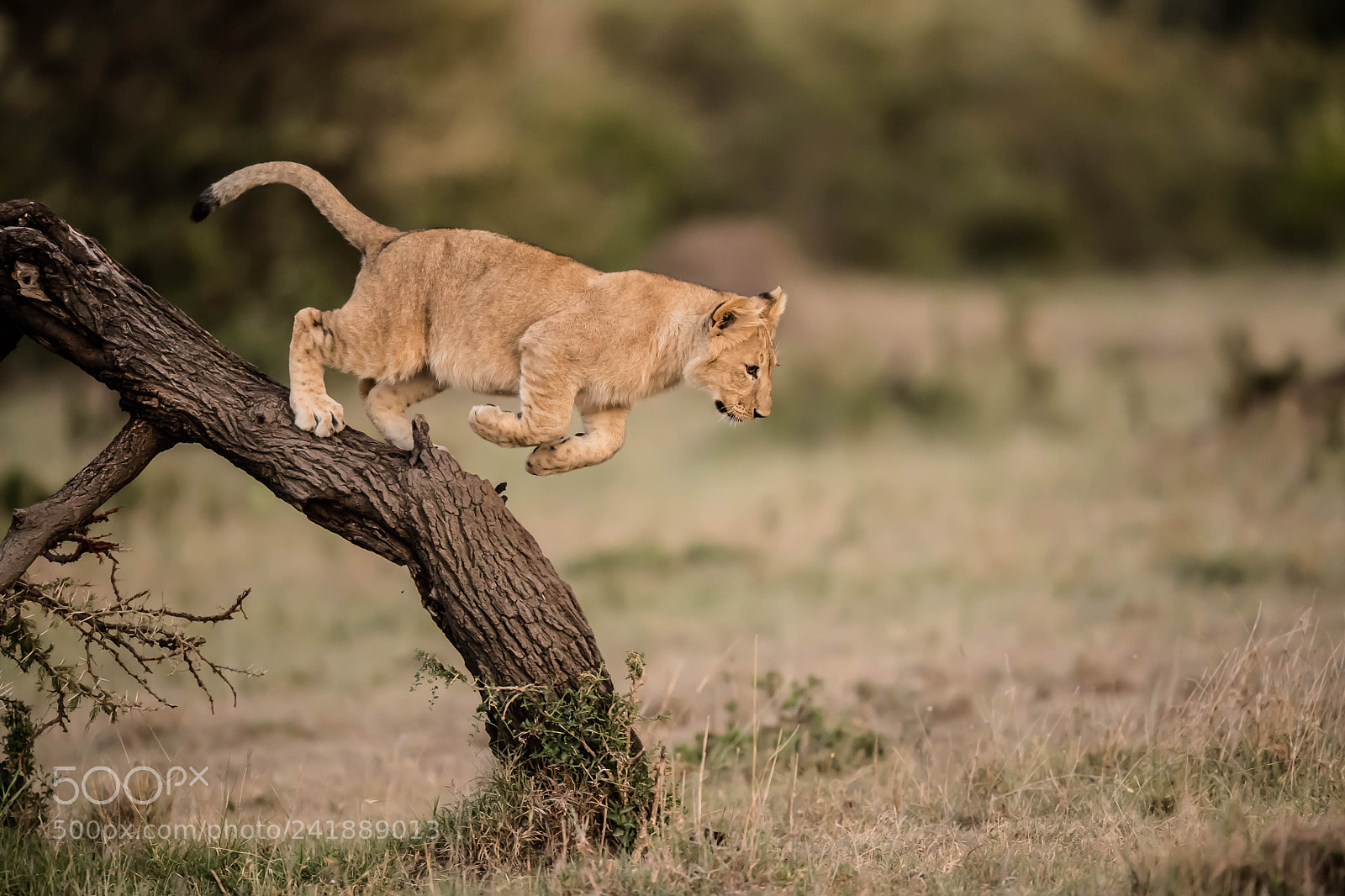Nikon D5 sample photo. Playful lion cub photography