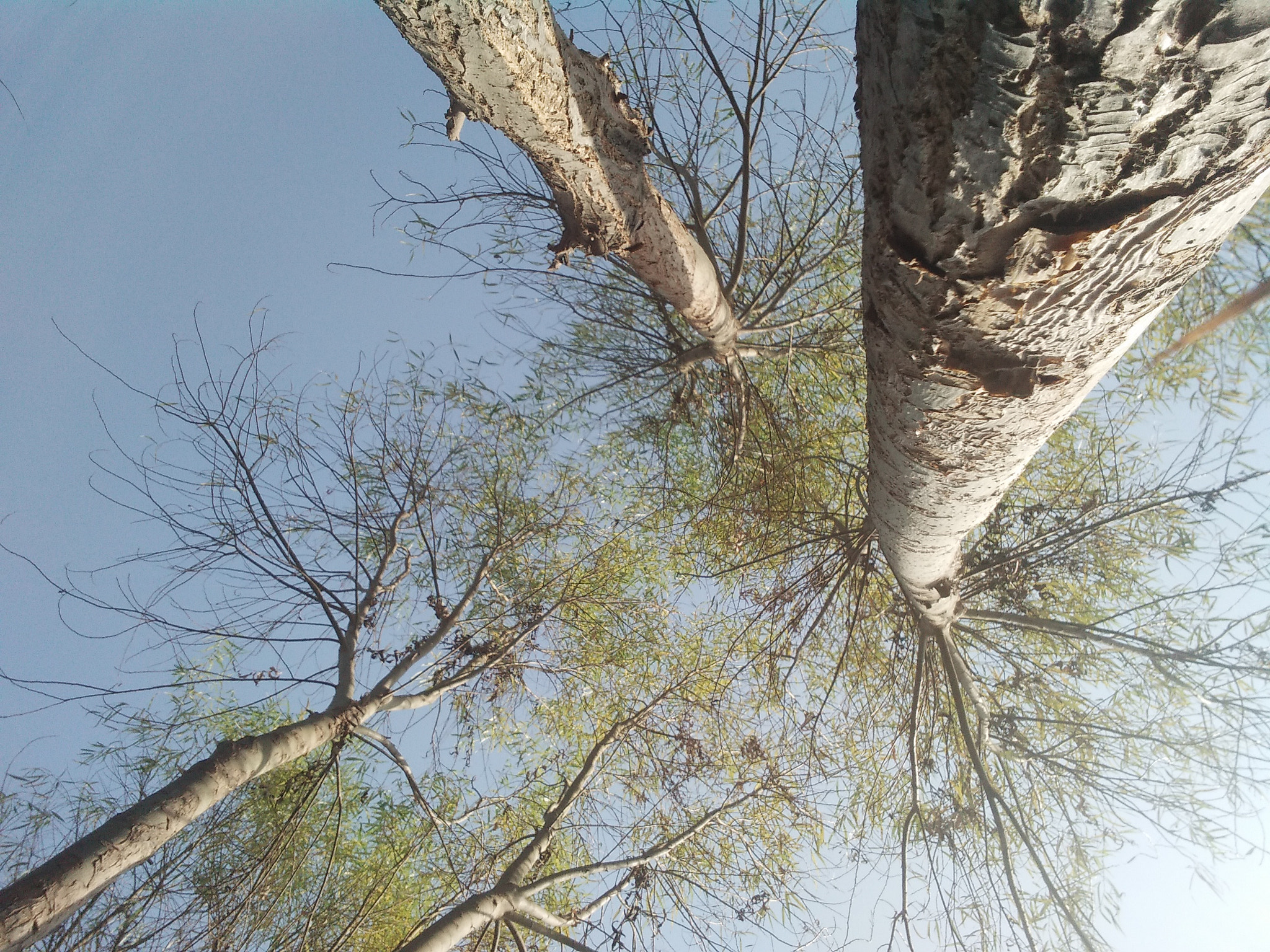 OPPO A37fw sample photo