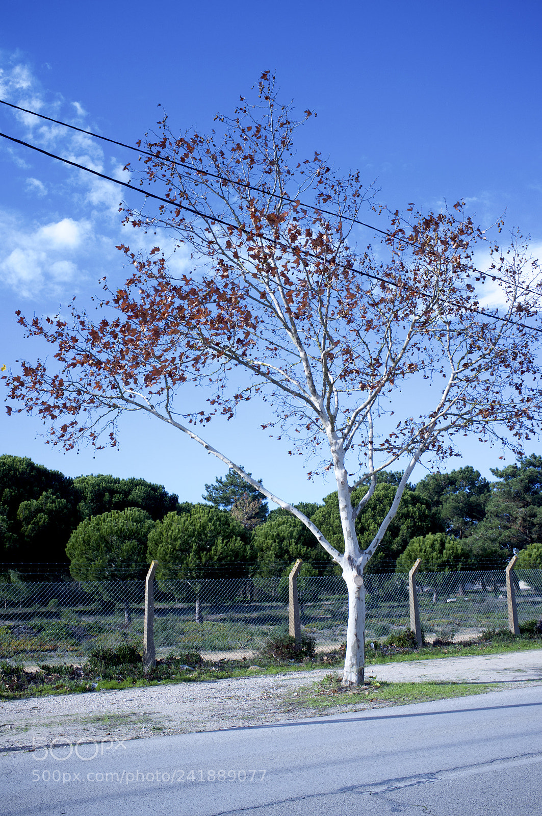 Fujifilm FinePix X100 sample photo. Tree photography