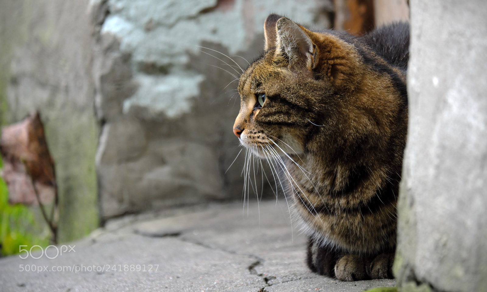 Fujifilm X-T20 sample photo. Cat's portrait in side photography