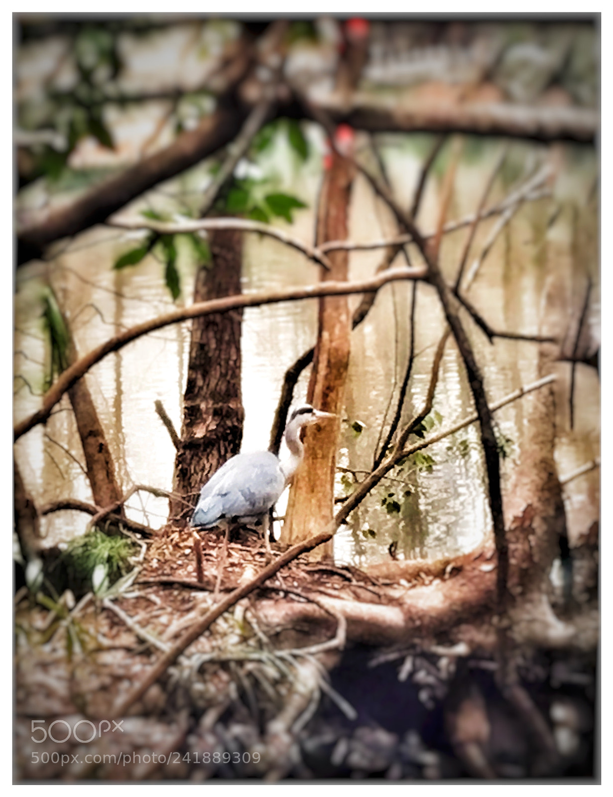 Apple iPhone 6s sample photo. Crane photography