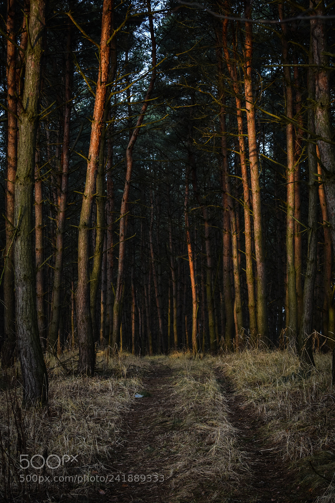 Nikon D3400 sample photo. Morning walk photography